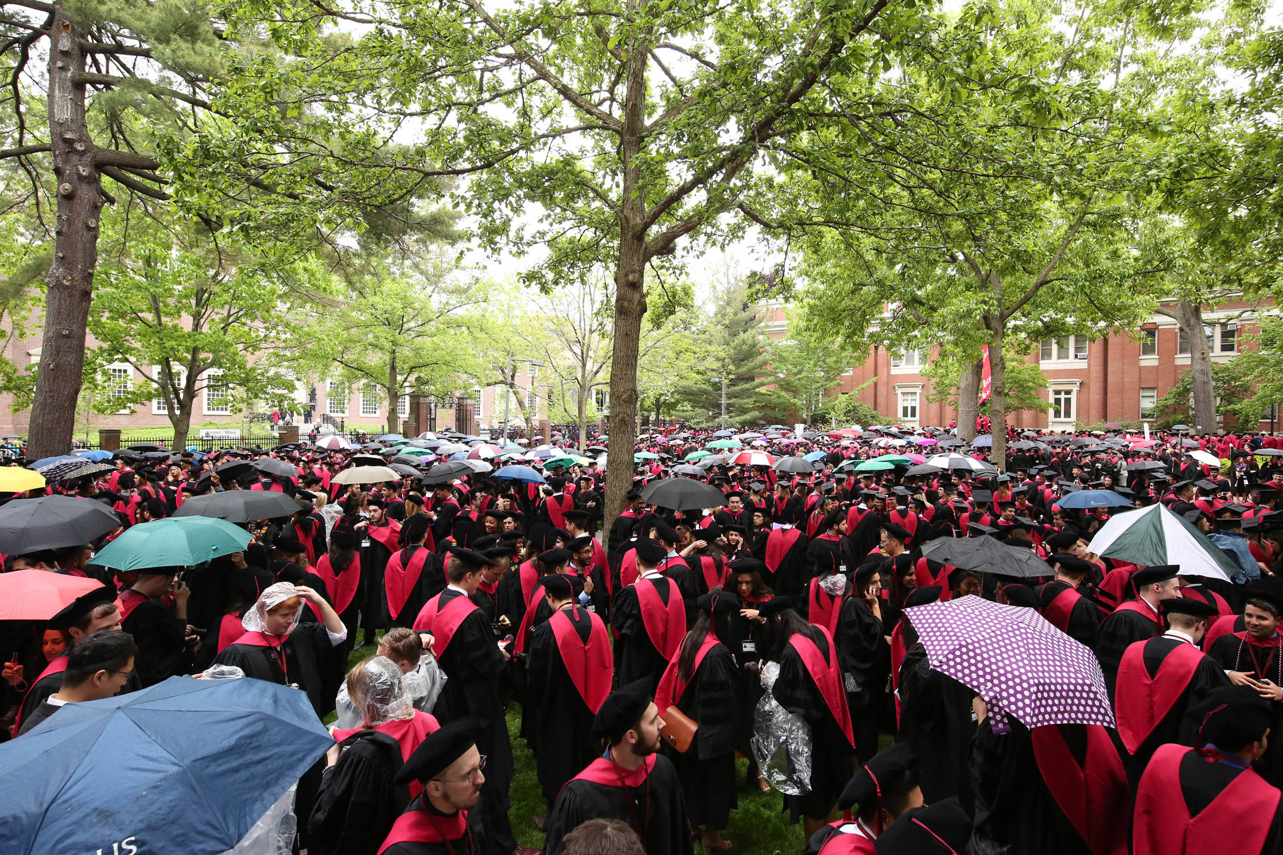 Harvard Law School graduates in caps and gowns standing all over Holmes Field, some holding umbrellas
