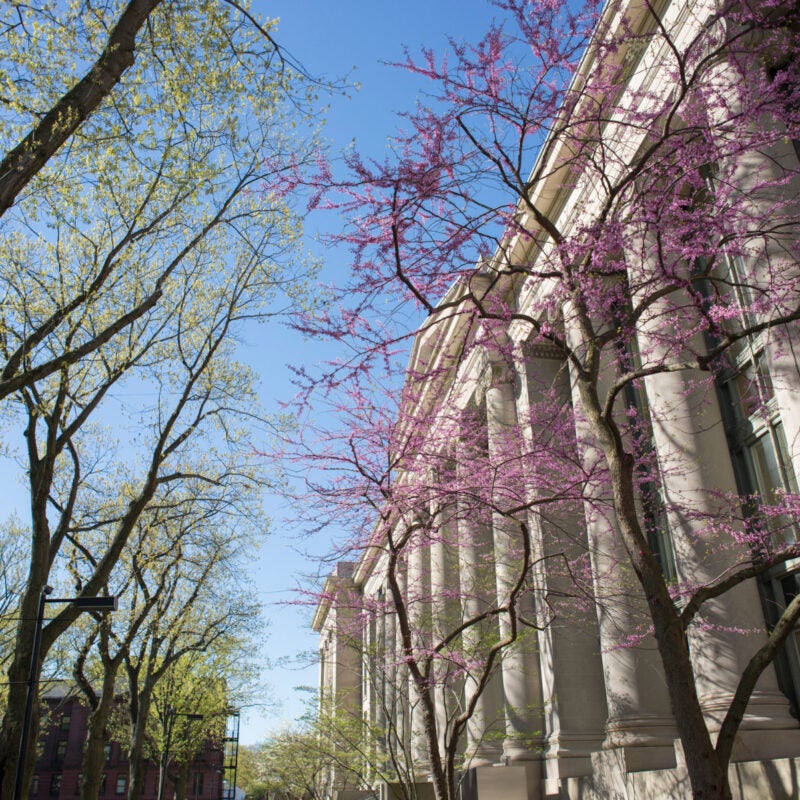 Pink Dogwood tree in front of Langdell Hall
