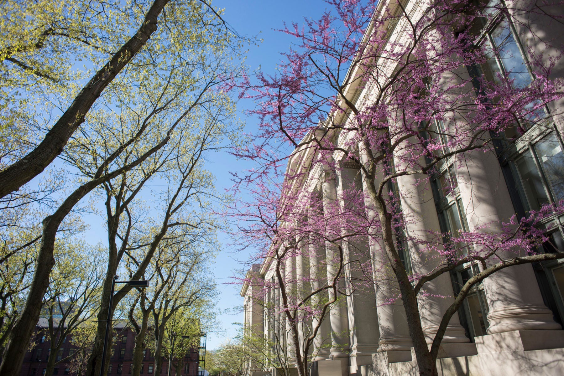 Pink Dogwood tree in front of Langdell Hall
