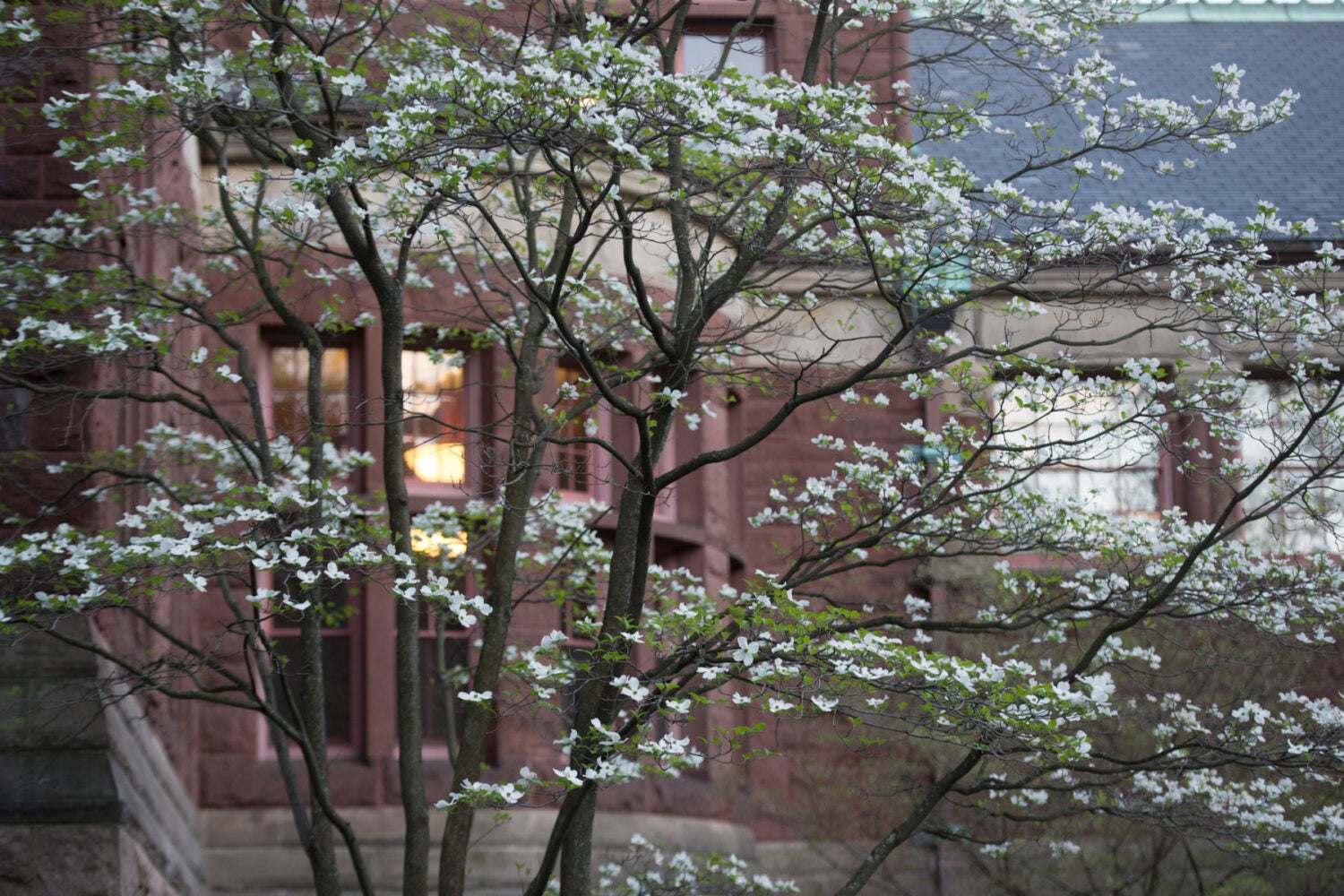 white flower tree in front of Austin Hall