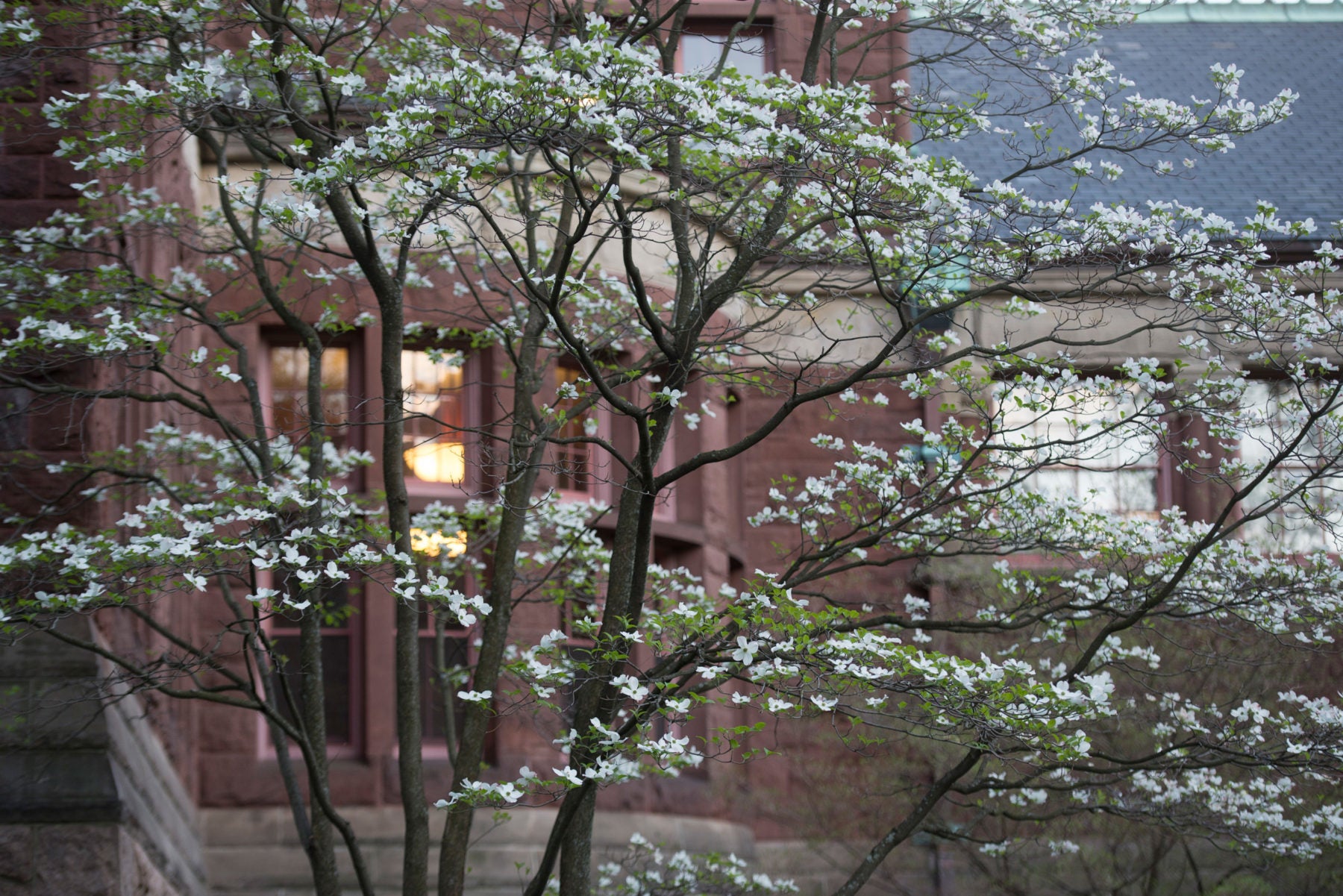 white flower tree in front of Austin Hall