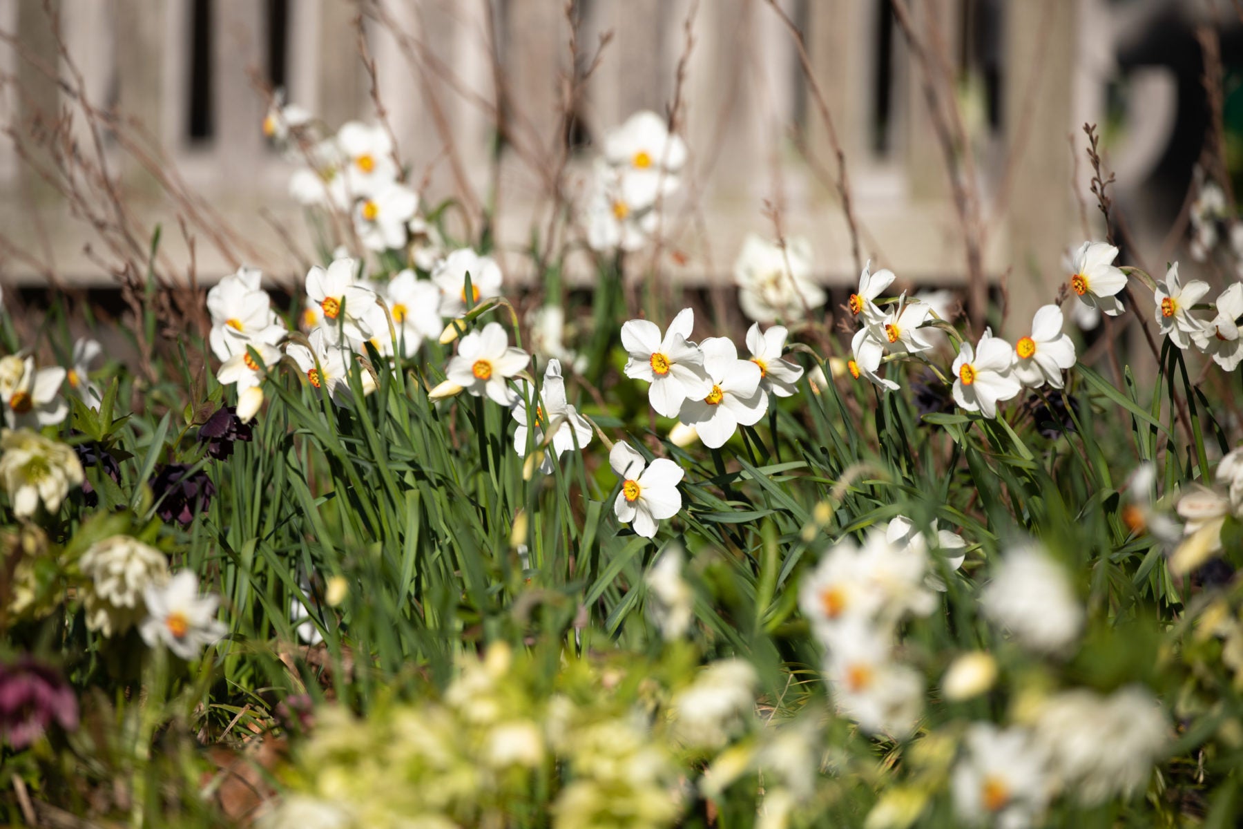 White Flowers