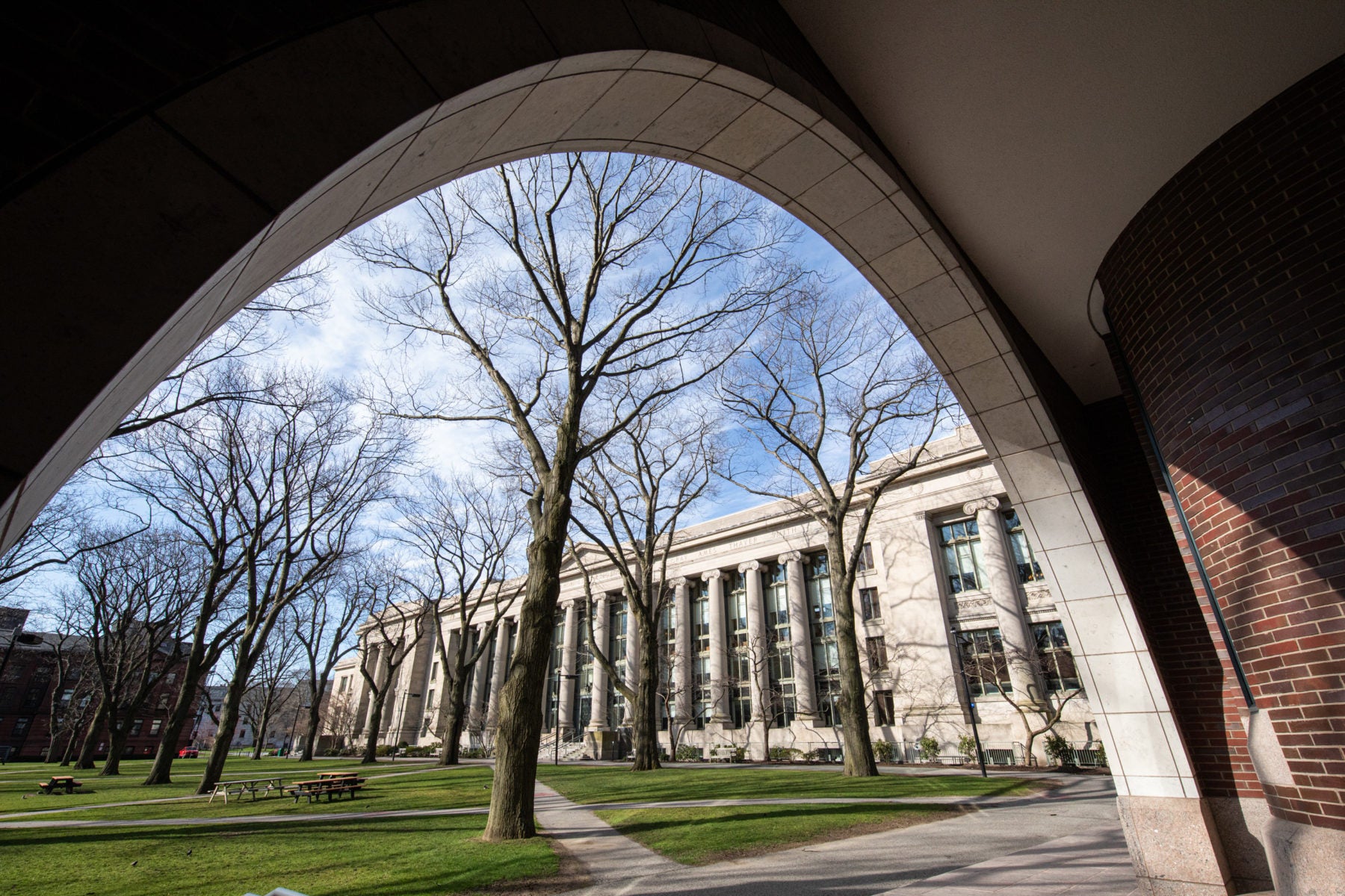 Tree framed in an archway