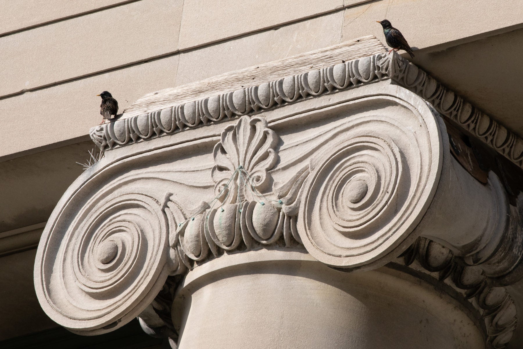 A little bird on a pillar