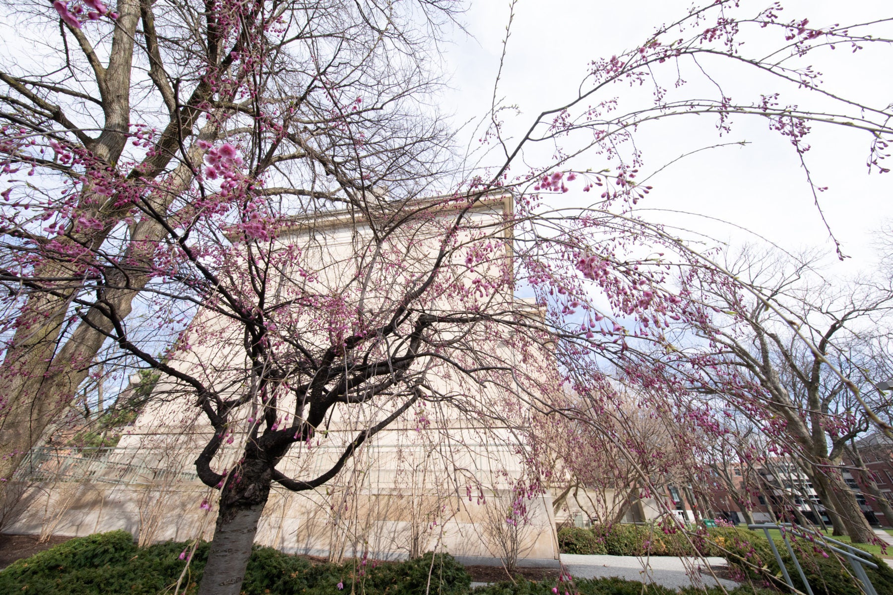Pink Dogwood tree in front of building