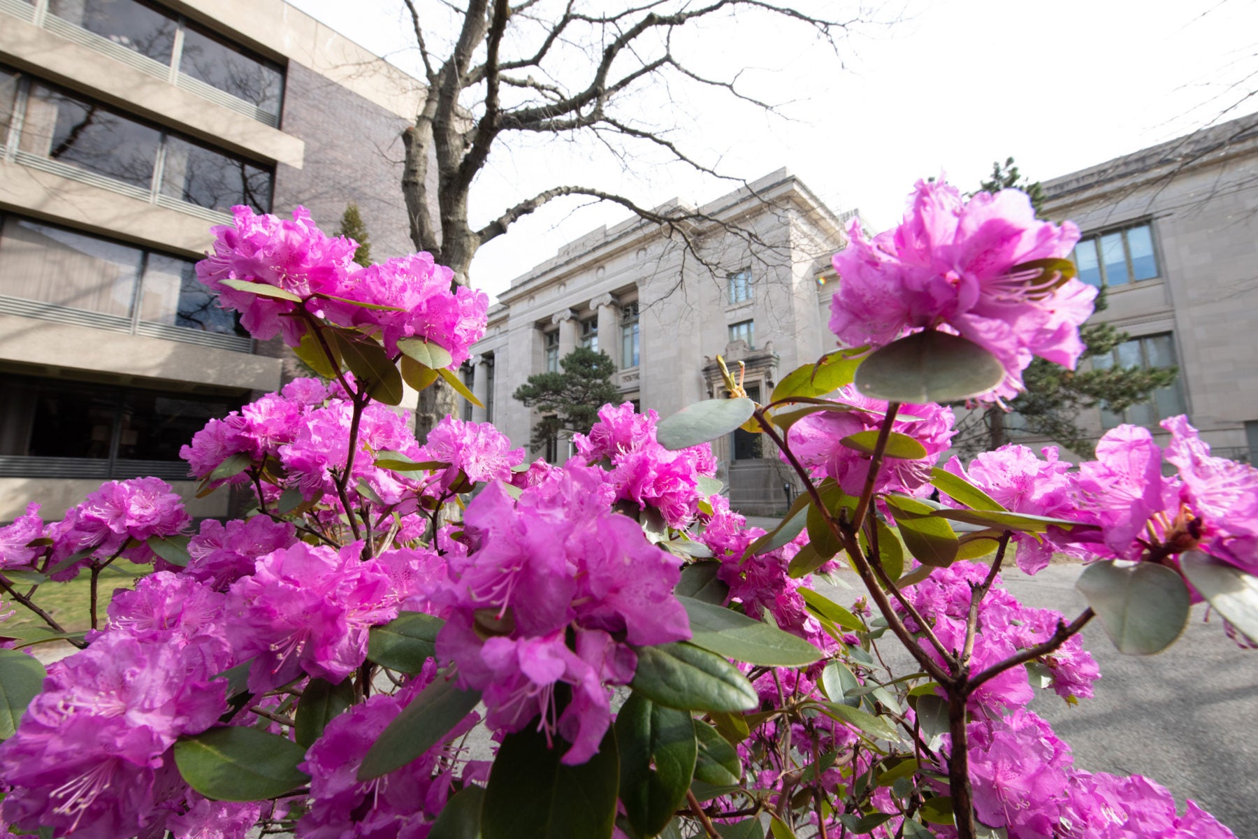 Bright Pink flowers
