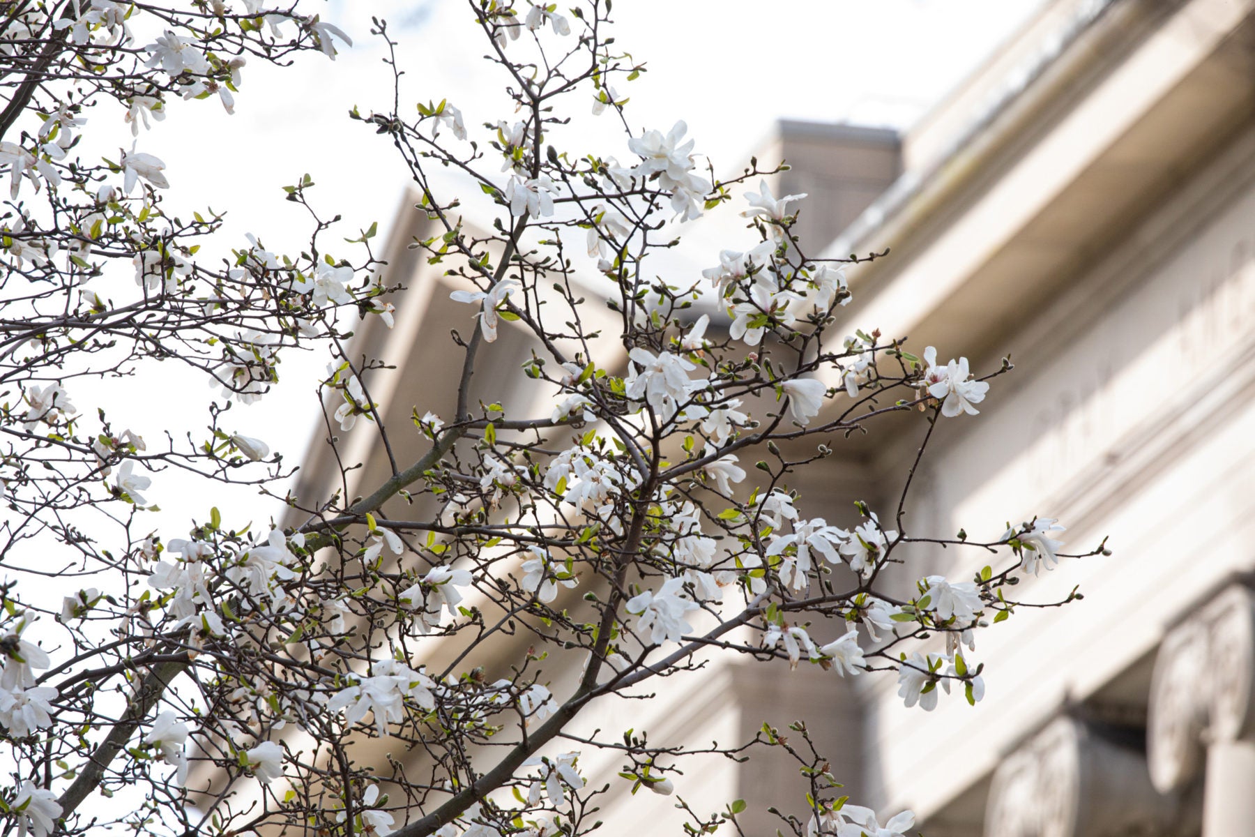 Closeup of white flowers