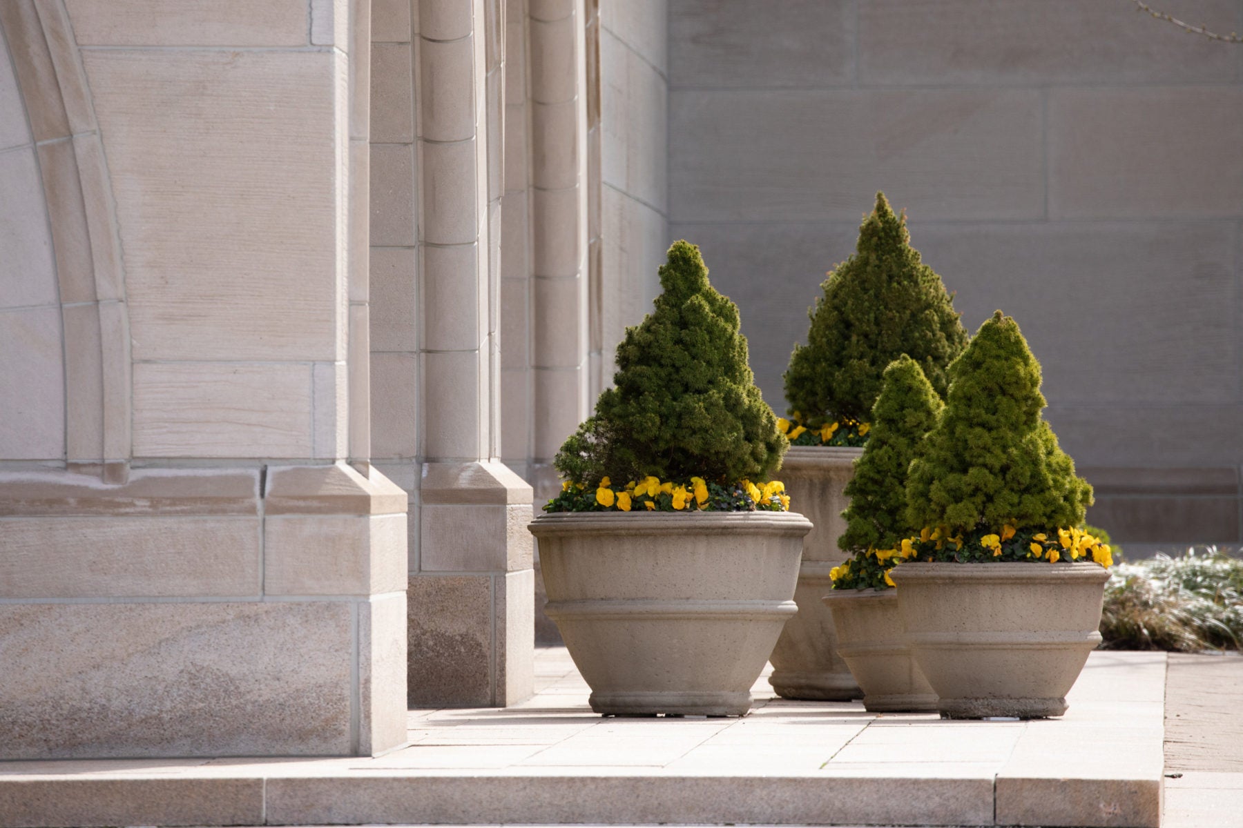 Bushes with small yellow flowers