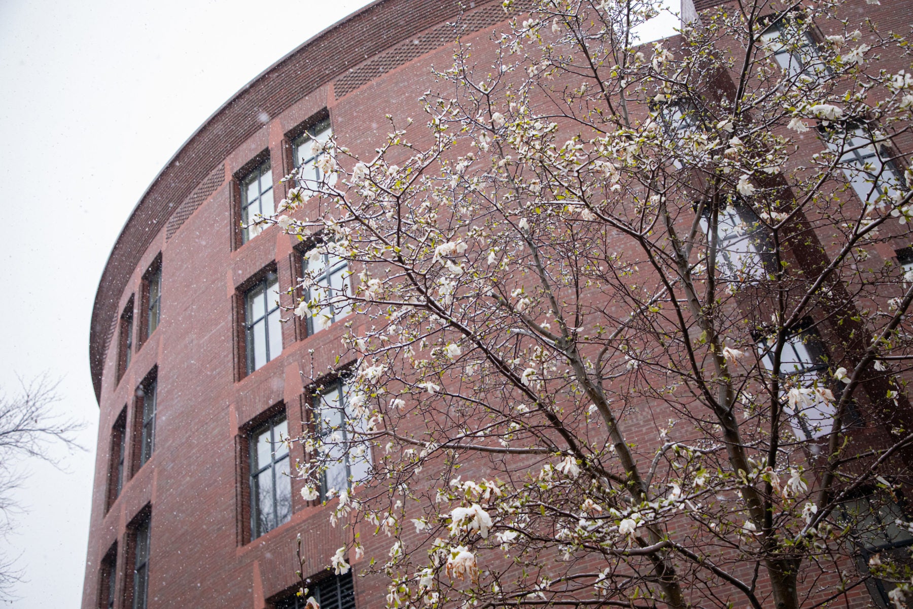 White flower tree in front of Hauser Hall