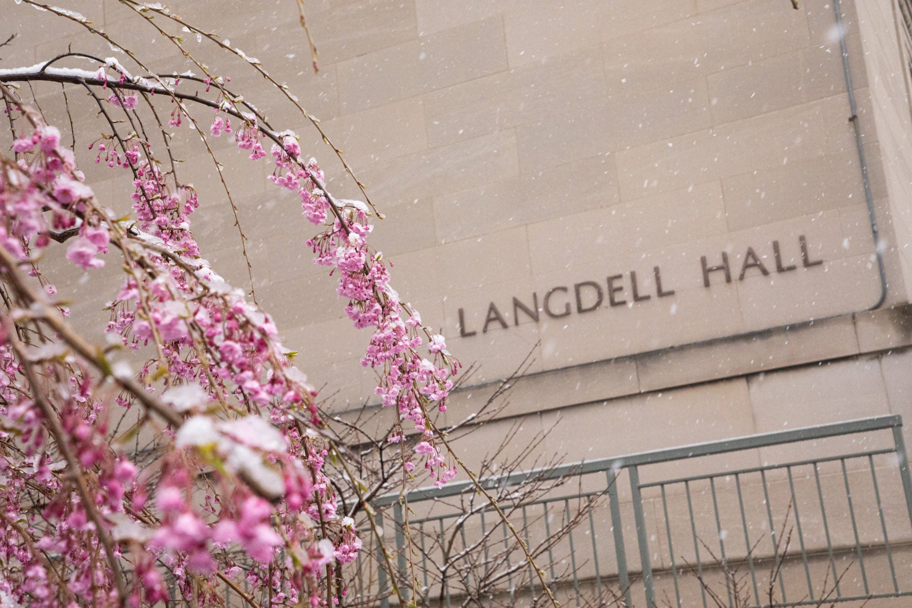 Pink Dogwood in front of Langdell Hall while snowing