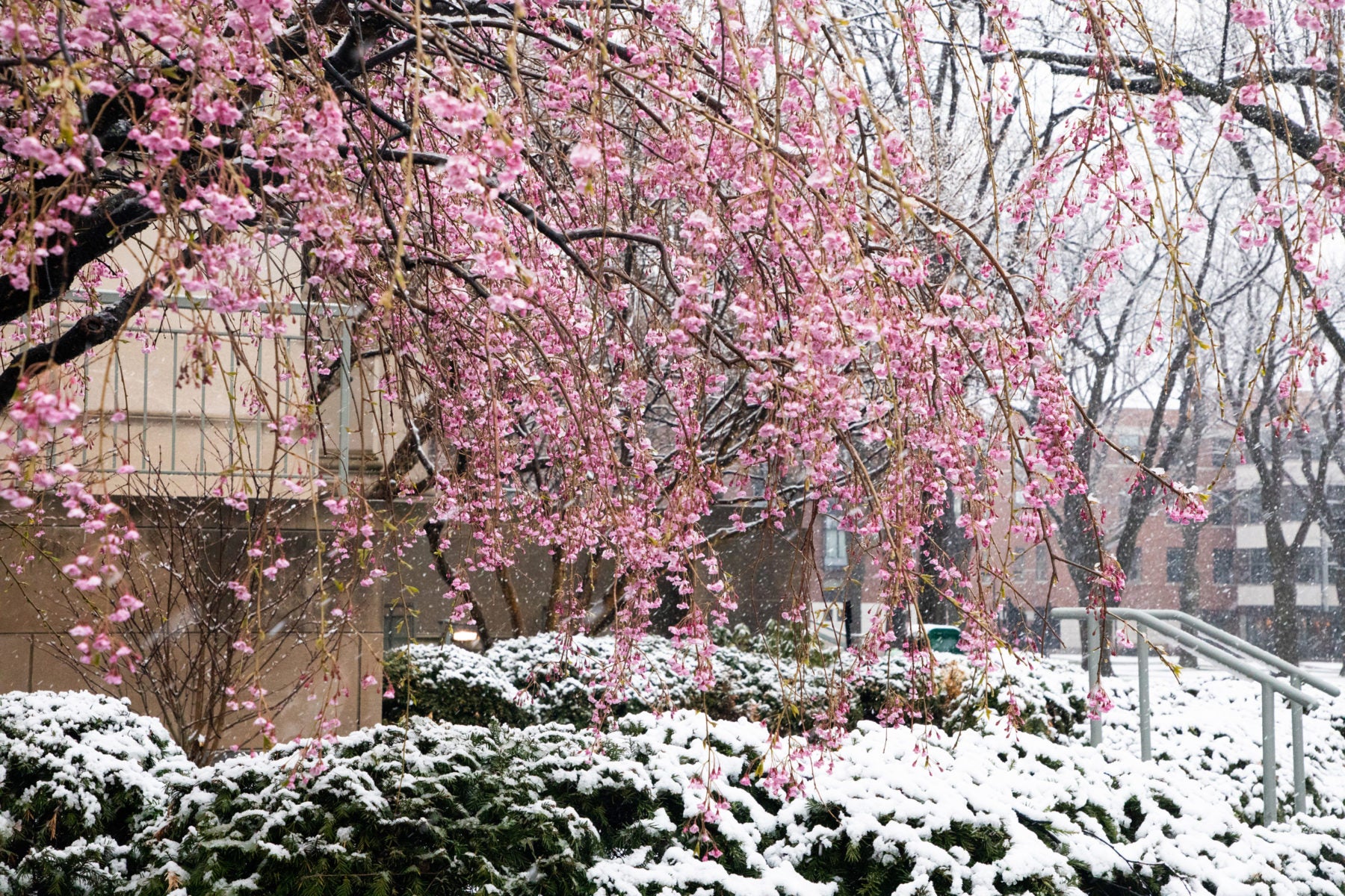 Pink Dogwood tree in the snow