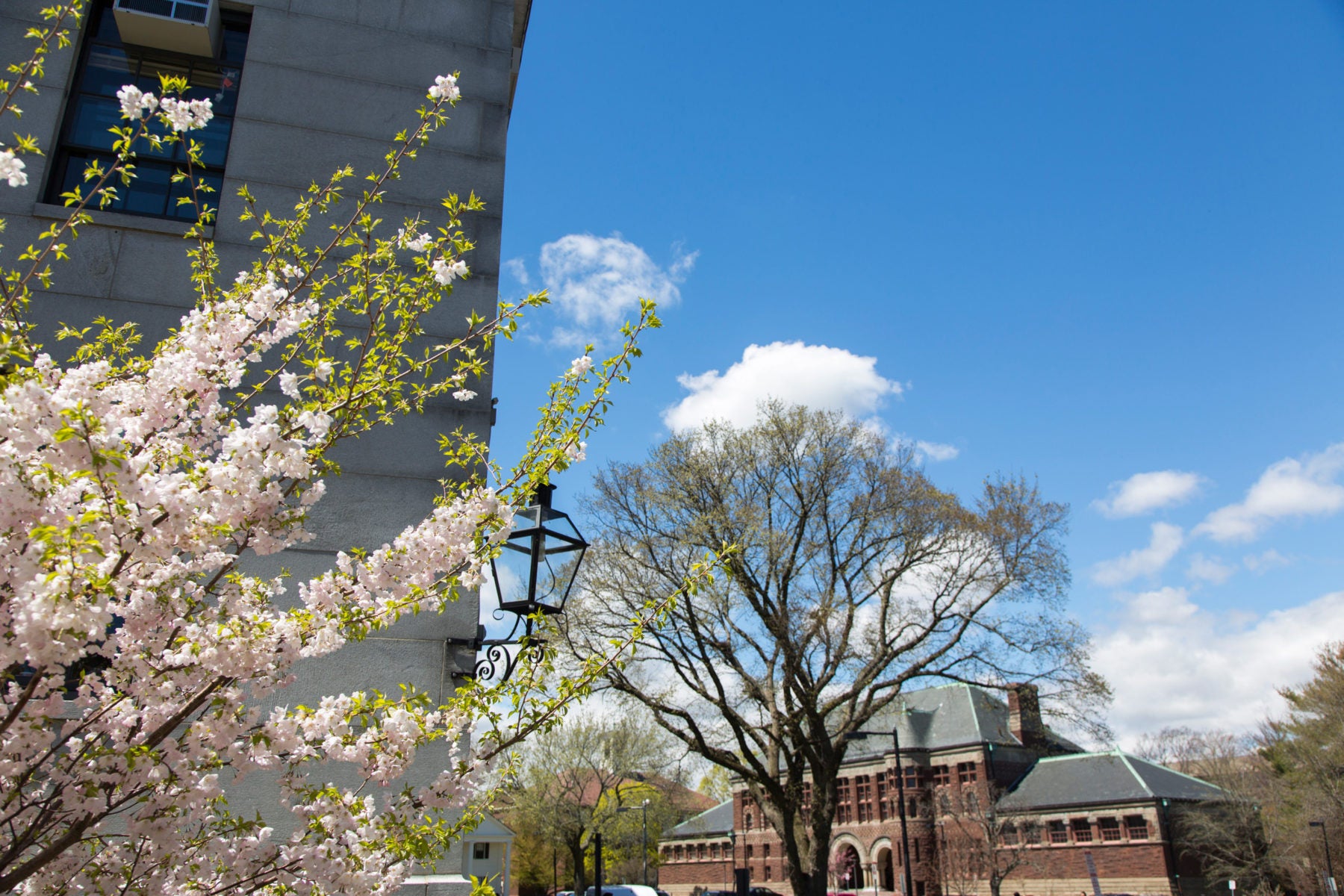 Trees in front of buildings