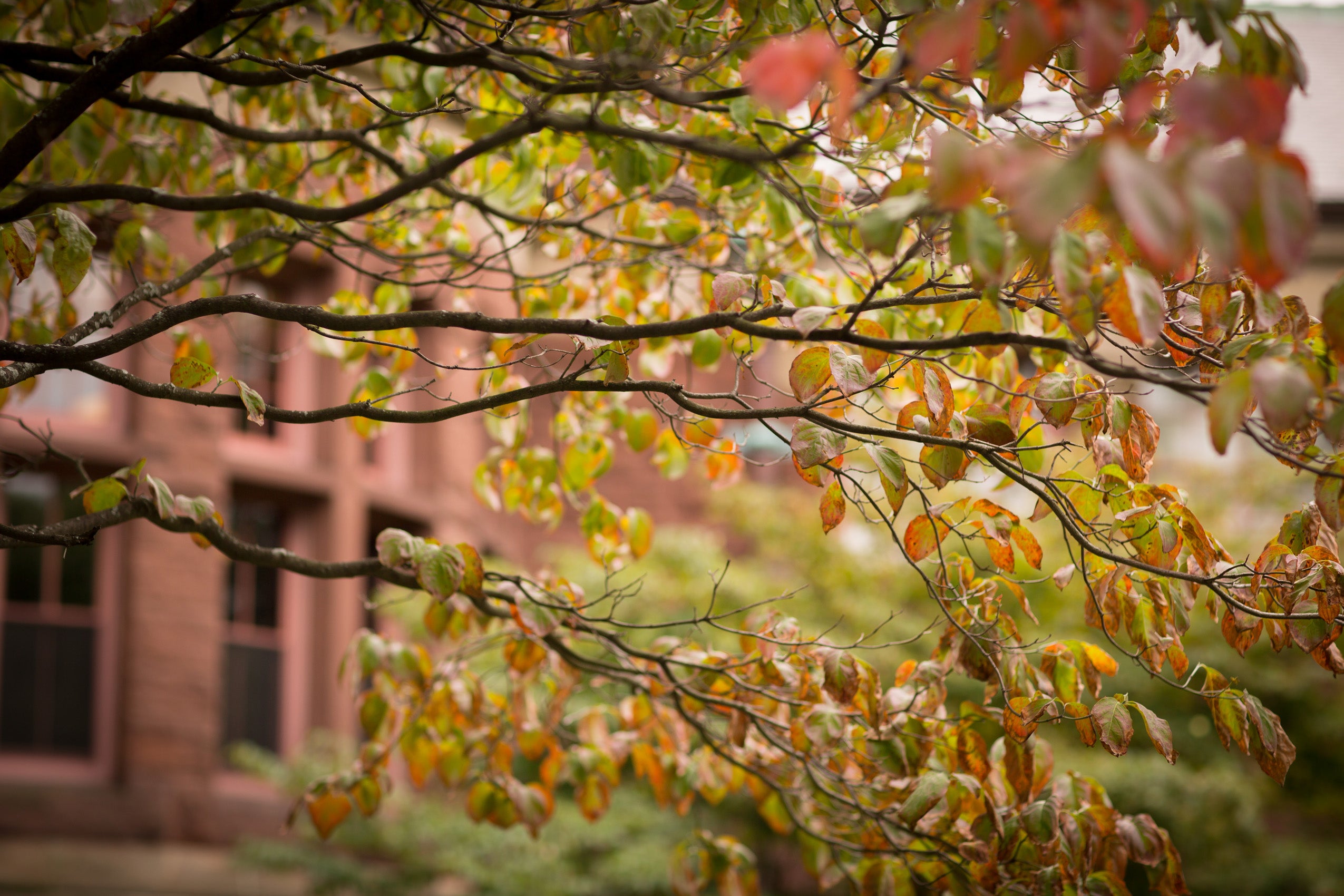 Austin Hall behind some fall leaves