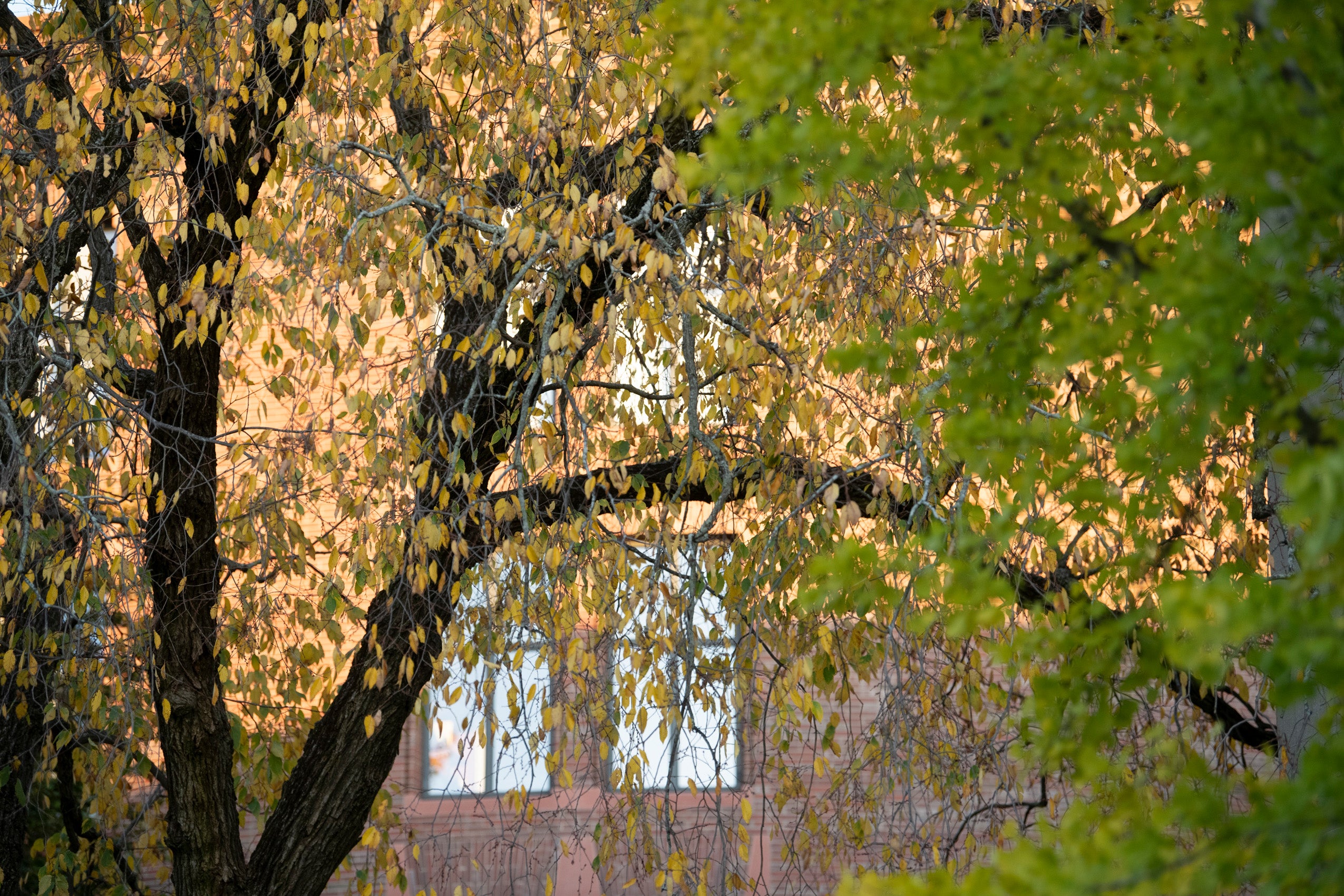Hauser Hall through the leaves of a tree in the fall