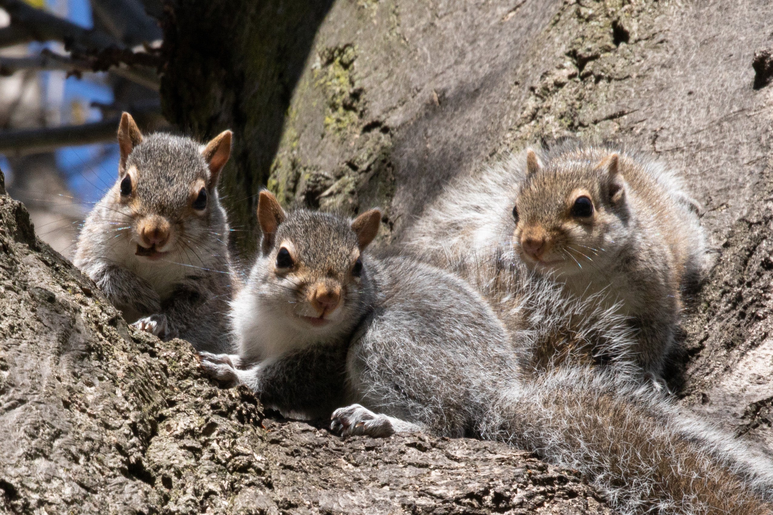 Three squirrels in a tree