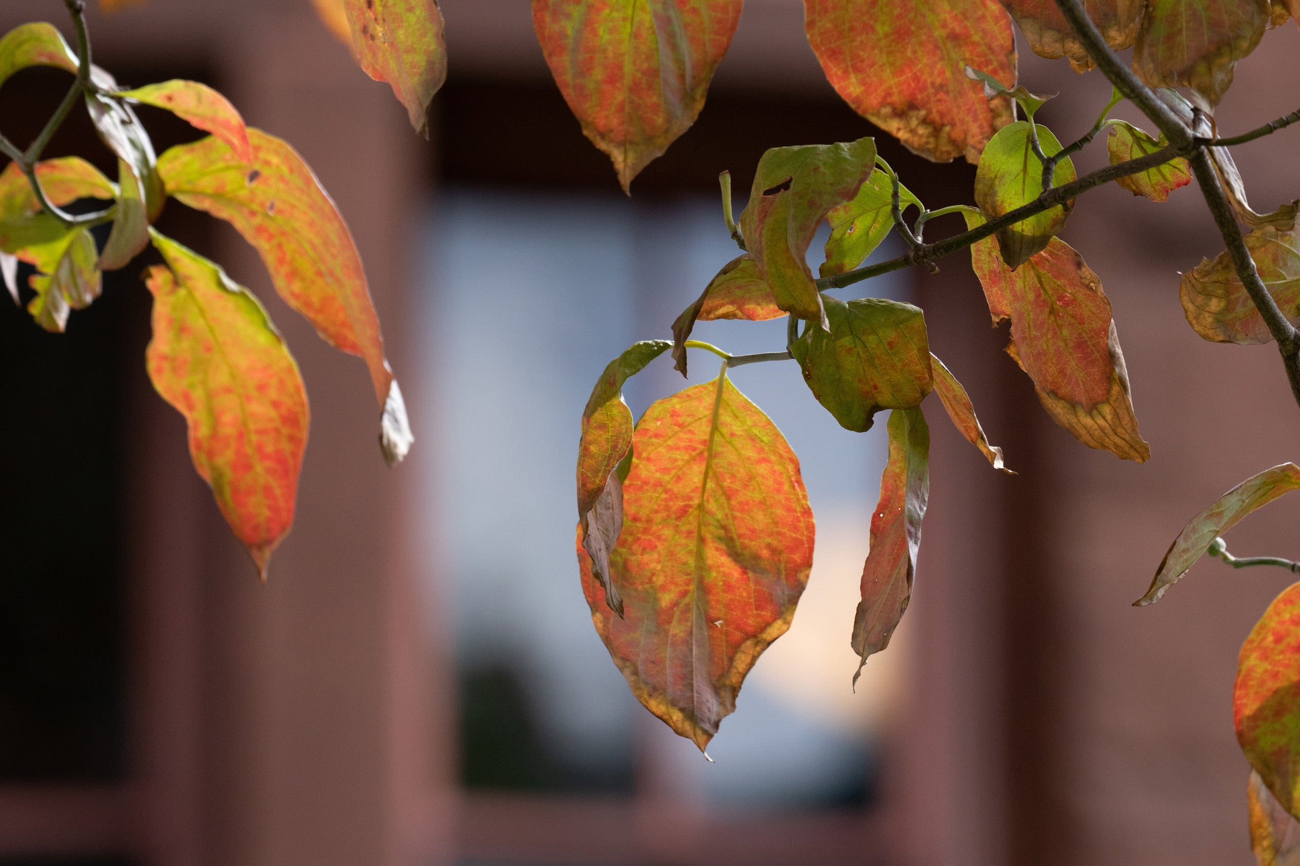 Close up of leaves on campus