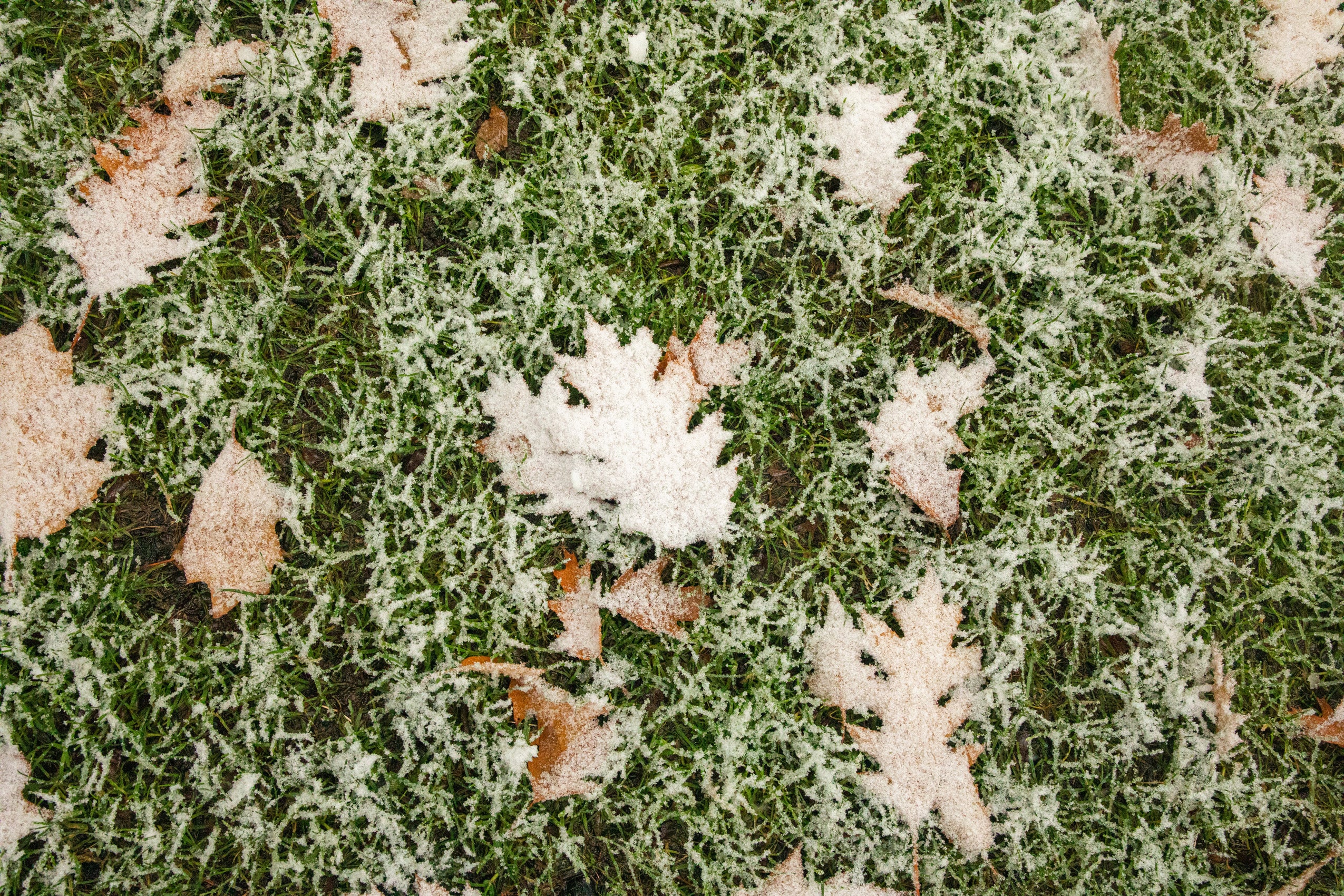 A dusting of snow on the leaves on campus