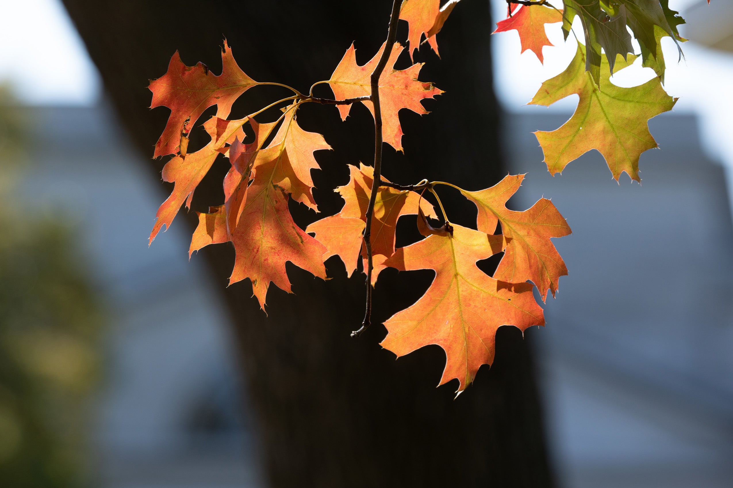 Close-up of fall leaves