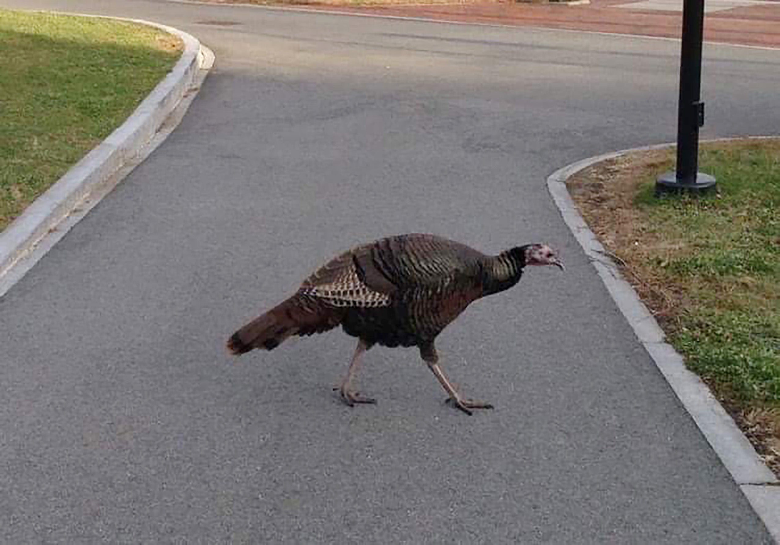 Turkey on campus