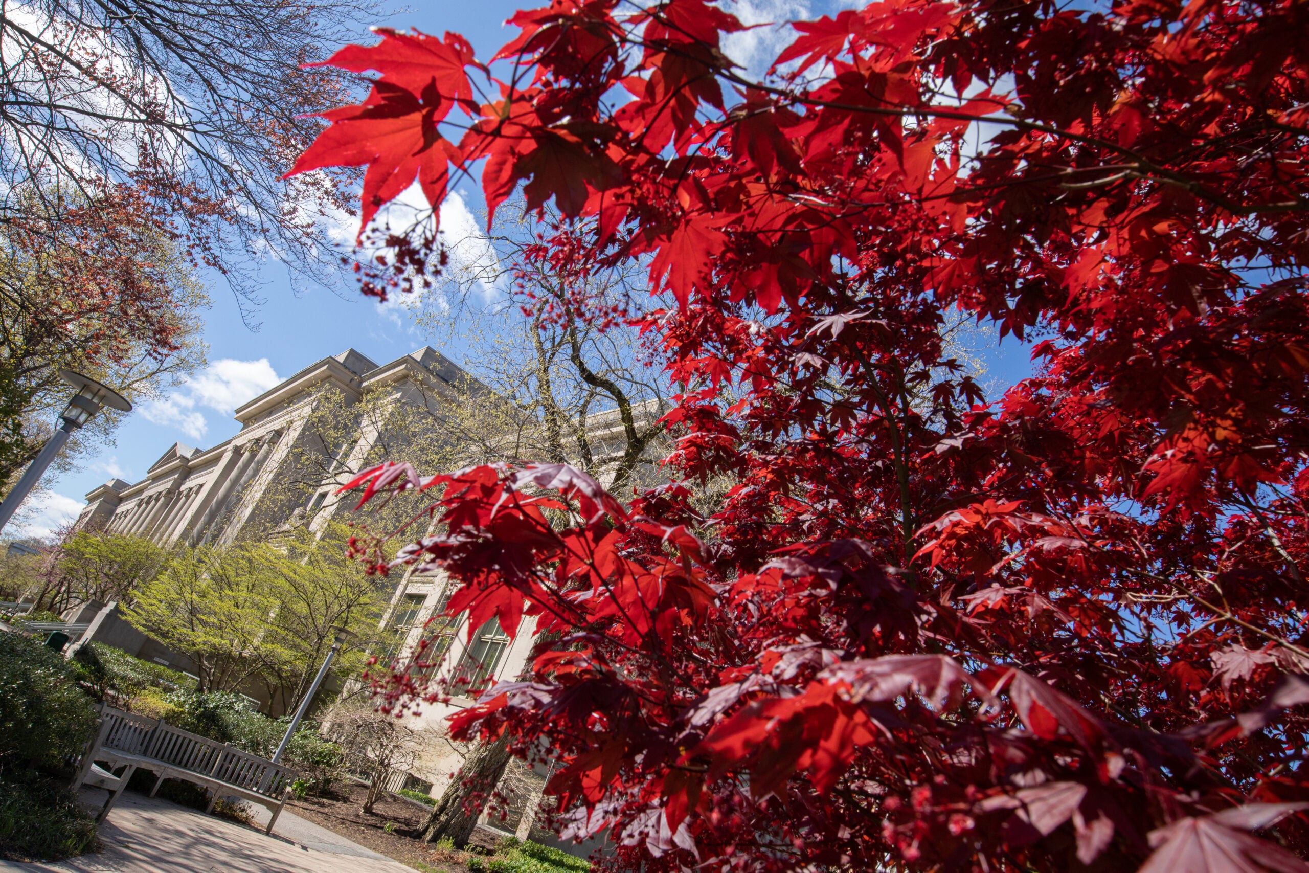 Tree with red leaves