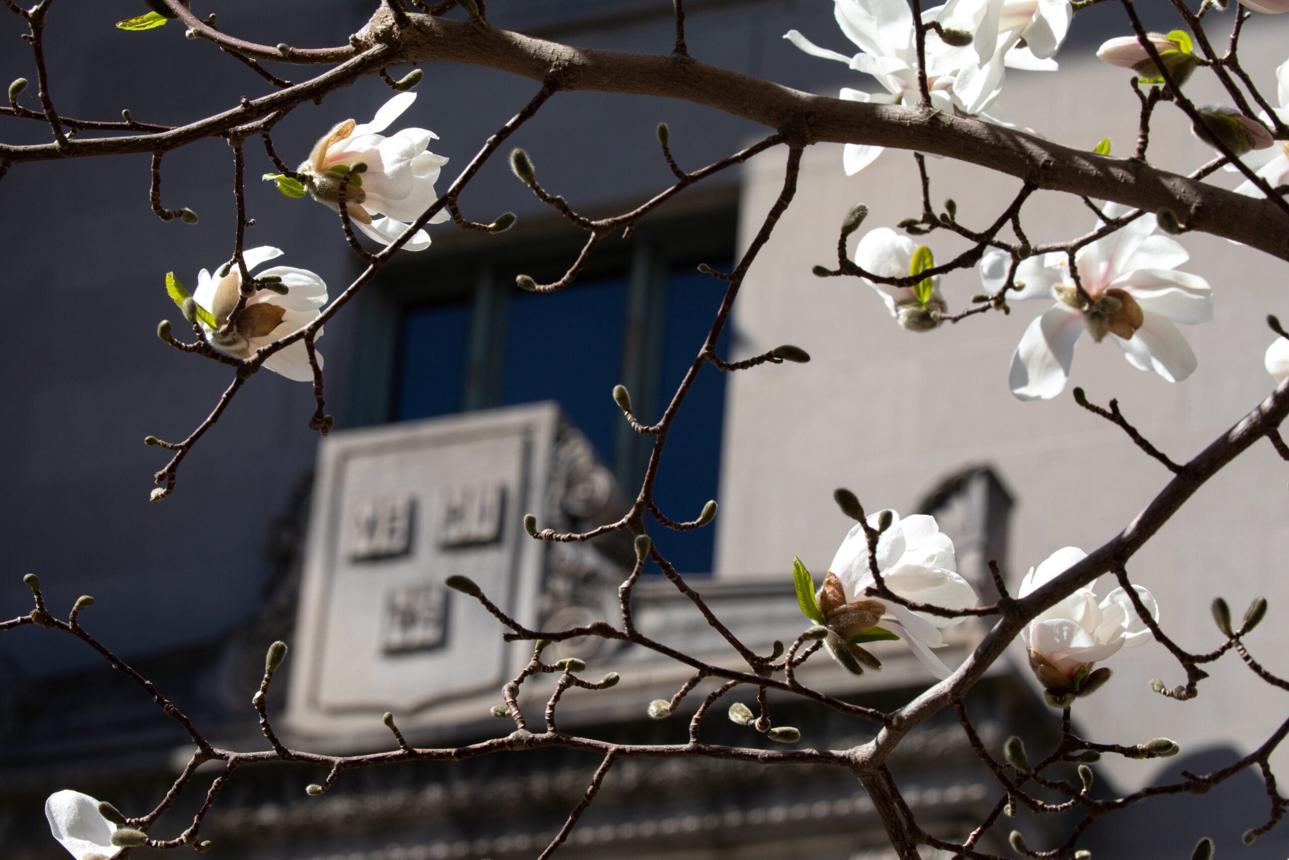 white flowering tree branch in front of a building