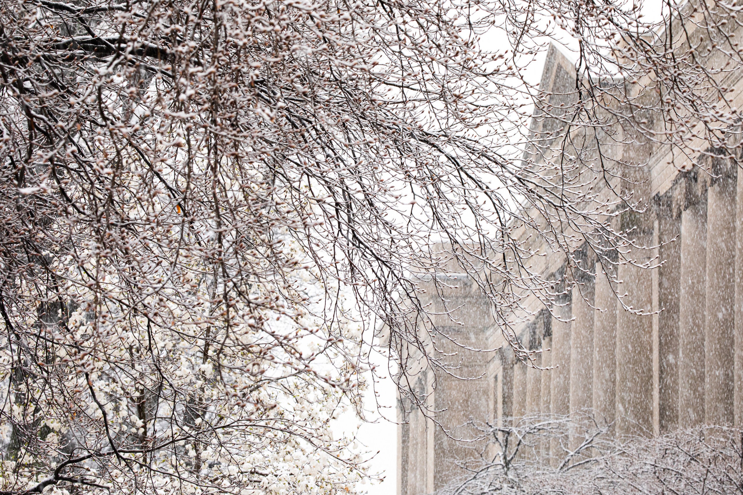 Snow covered tree branches and building with columns
