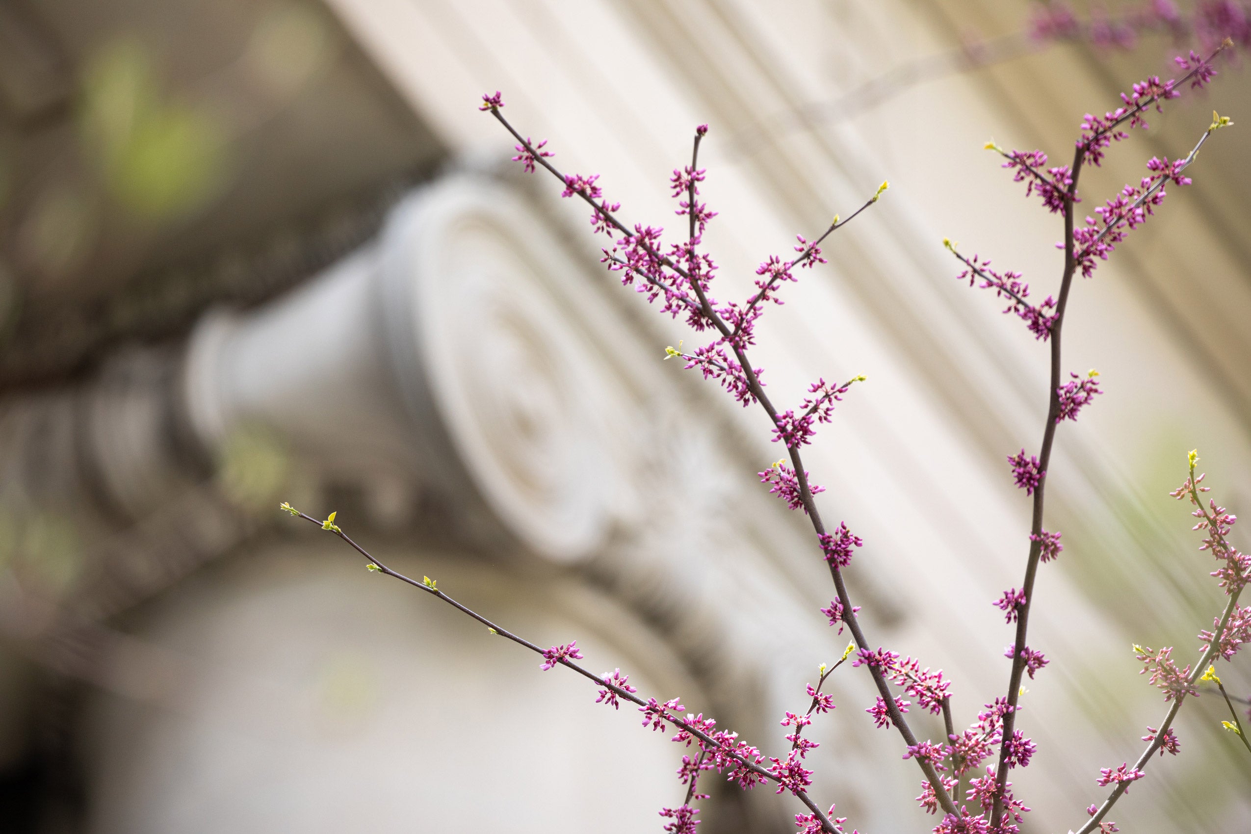 delicate pink flower branch agains blurred view of building
