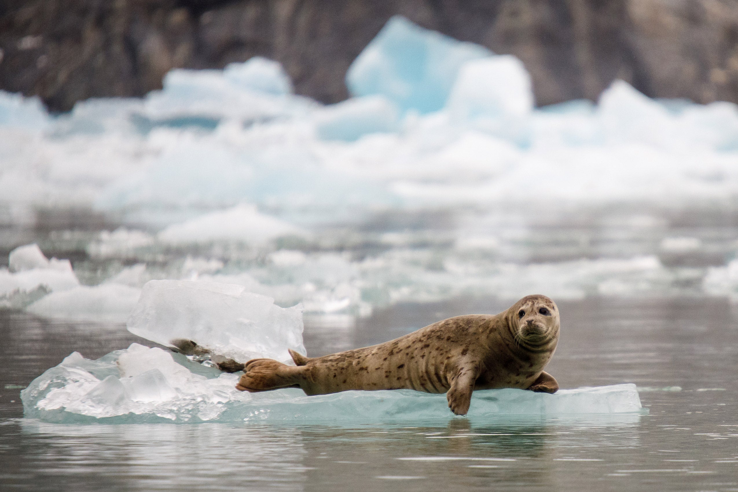 A harbor seal rests on floating ice calved from a glacier.