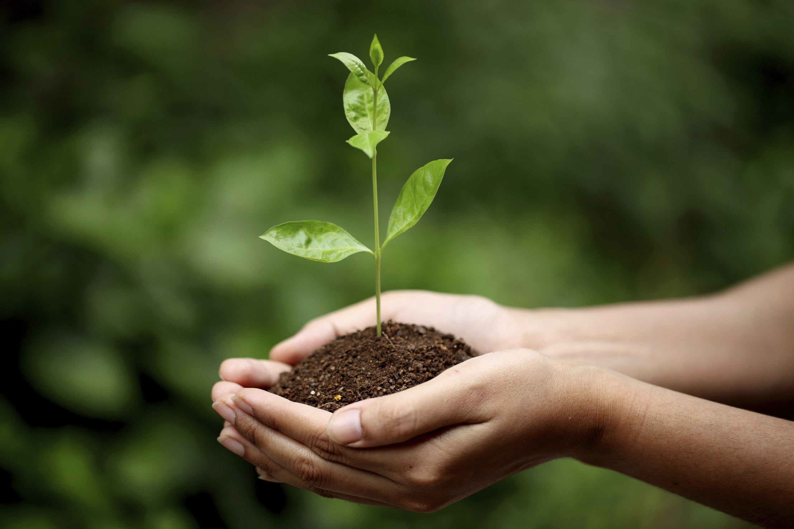 stock photo of hands holding a seedling growing in dirt