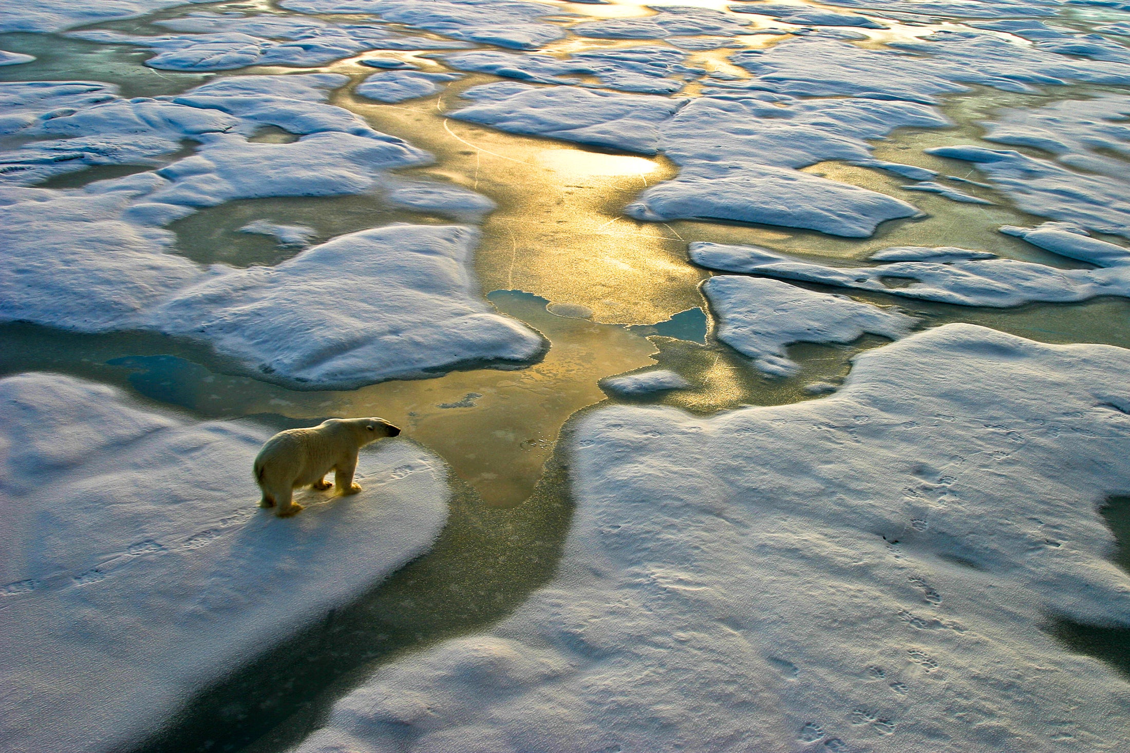 polar bear on a wide surface of in the ocean