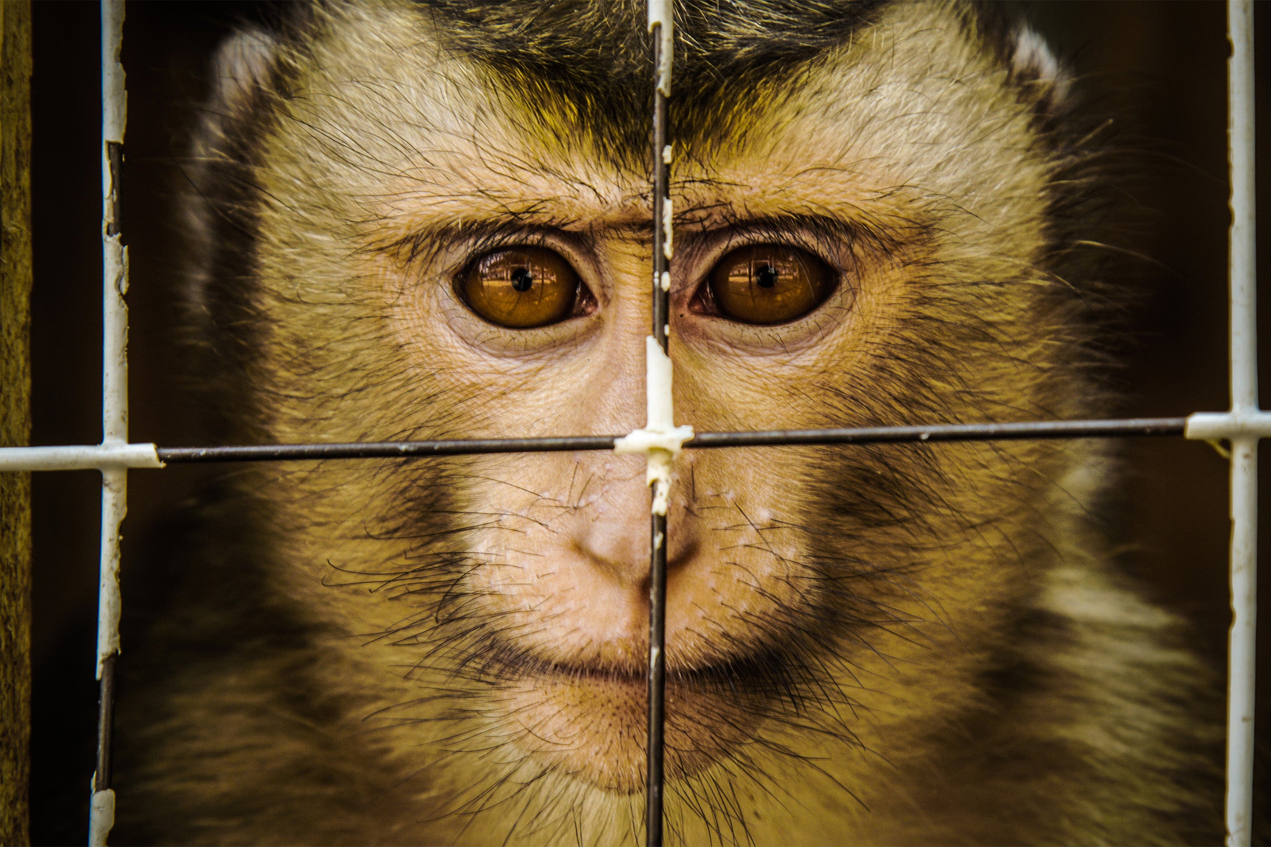 Caged Macaque