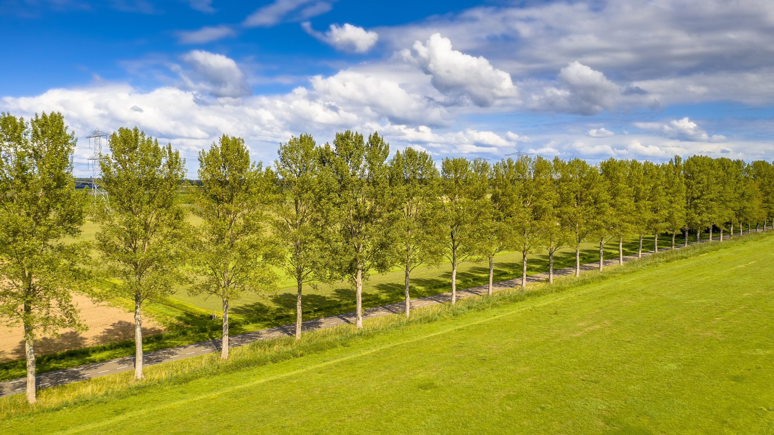 A line of trees with a blue sky in the background