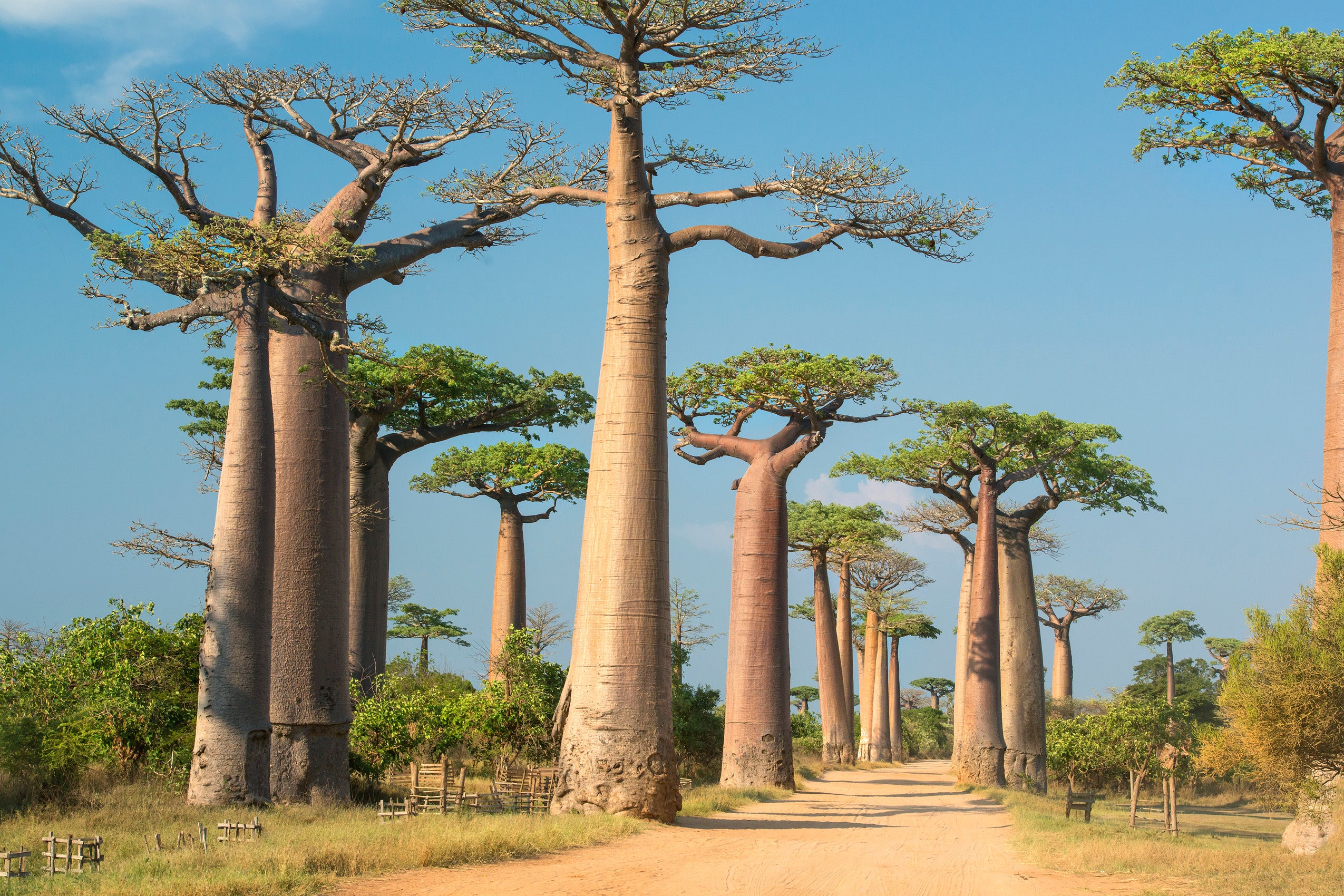 row of baobab trees