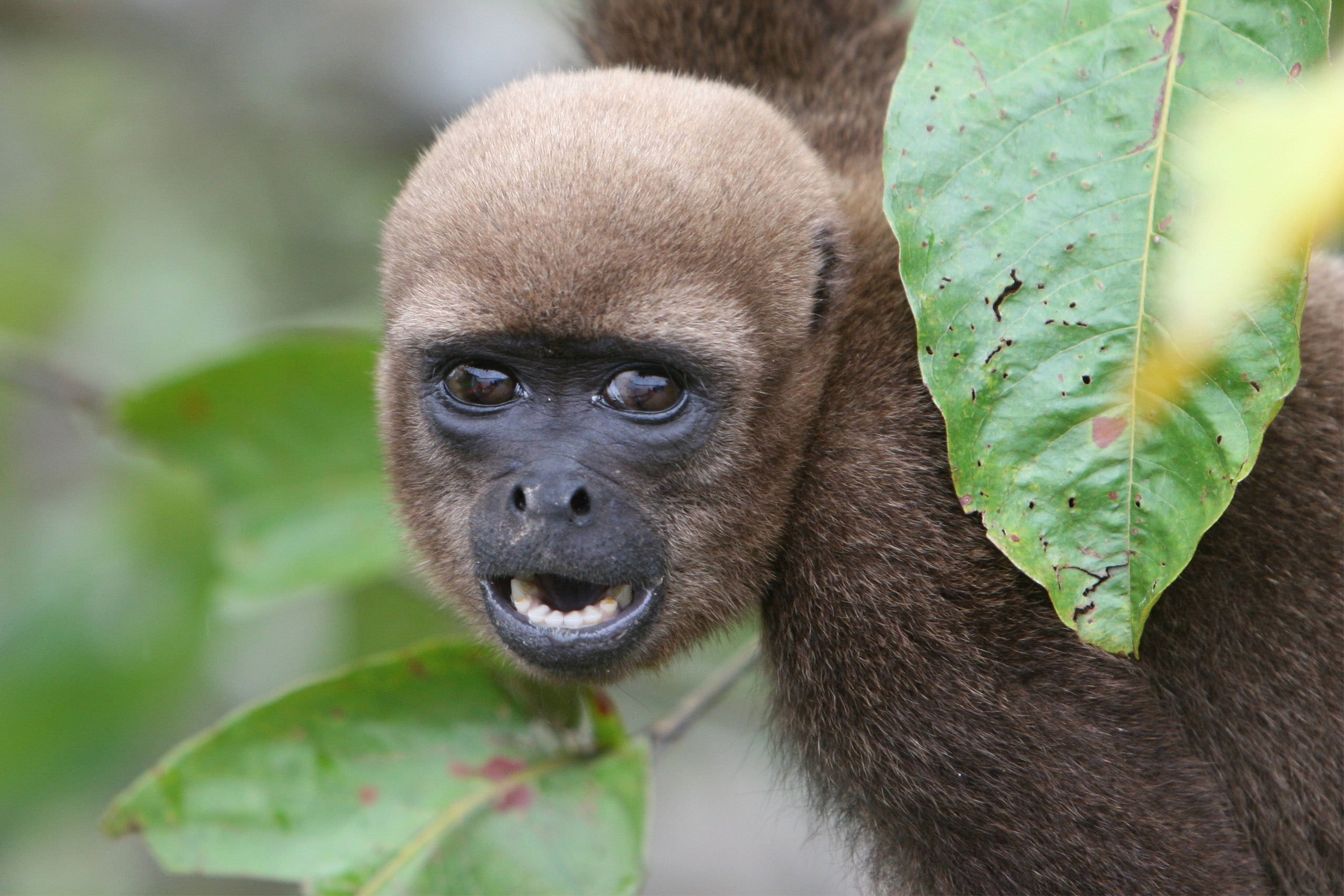 A woolly monkey in a tree along a river in the Amazon Rainforest