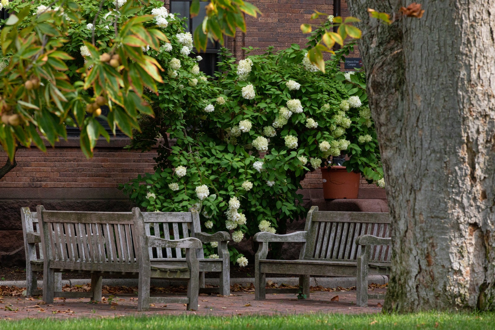 benches next to white flowering trees