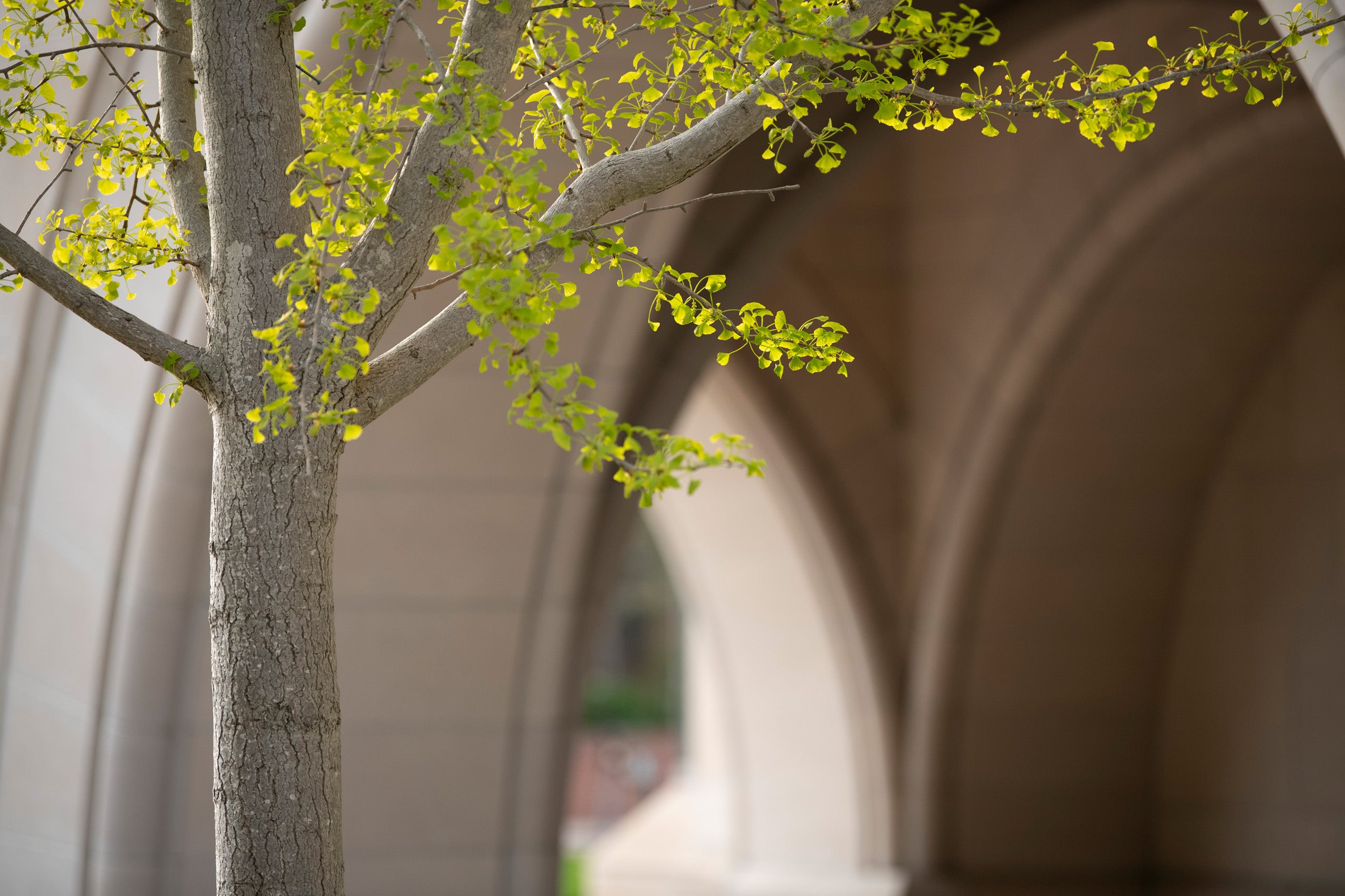 Light green leaves on a small tree in focus in front of a tan arches of a building