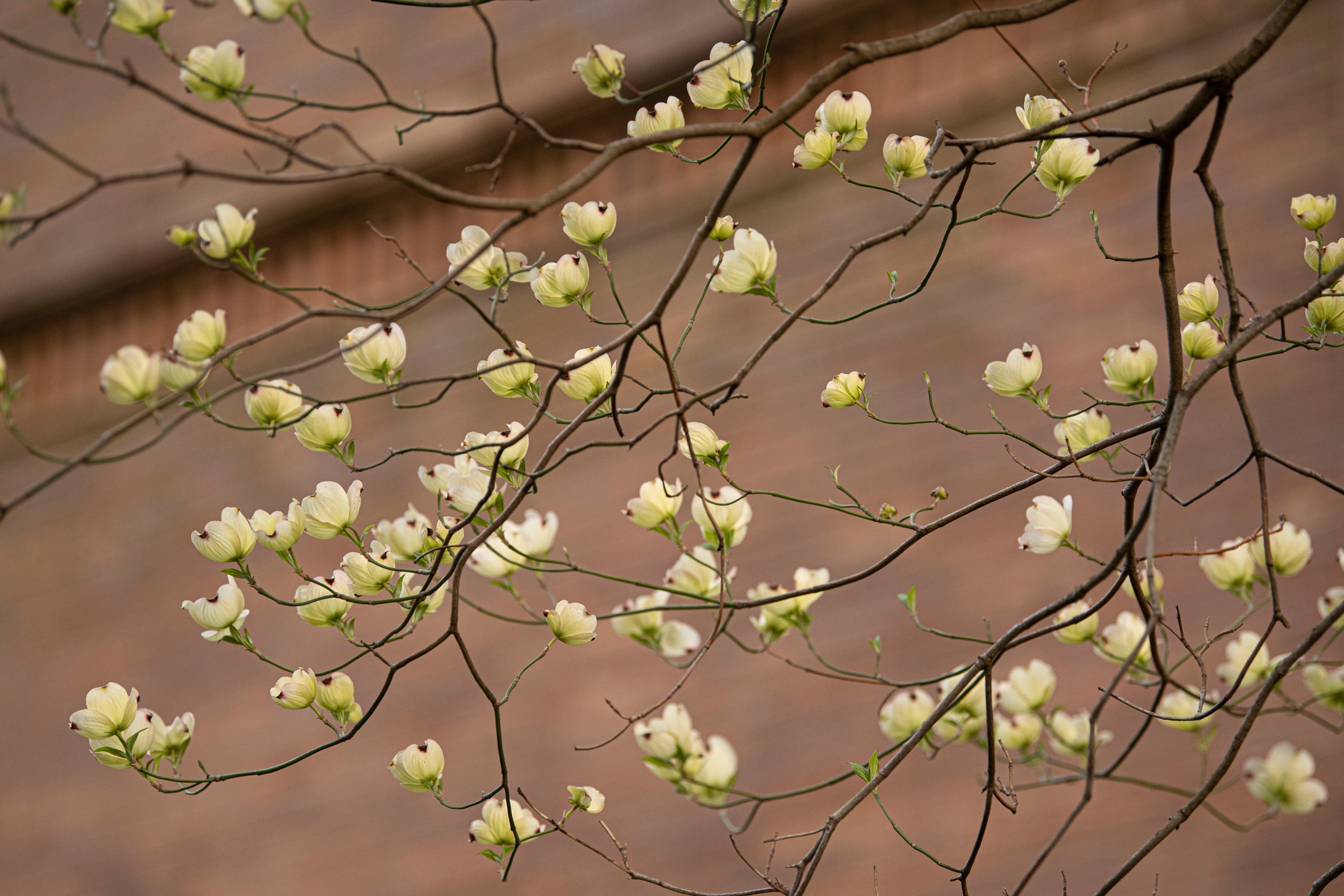 A close up of branches of white flowering tree