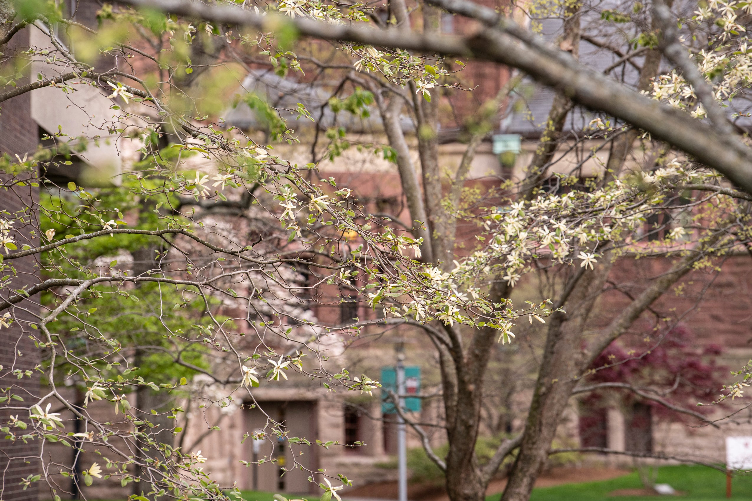 Delicate white flowers in bloom in front of a red brick building