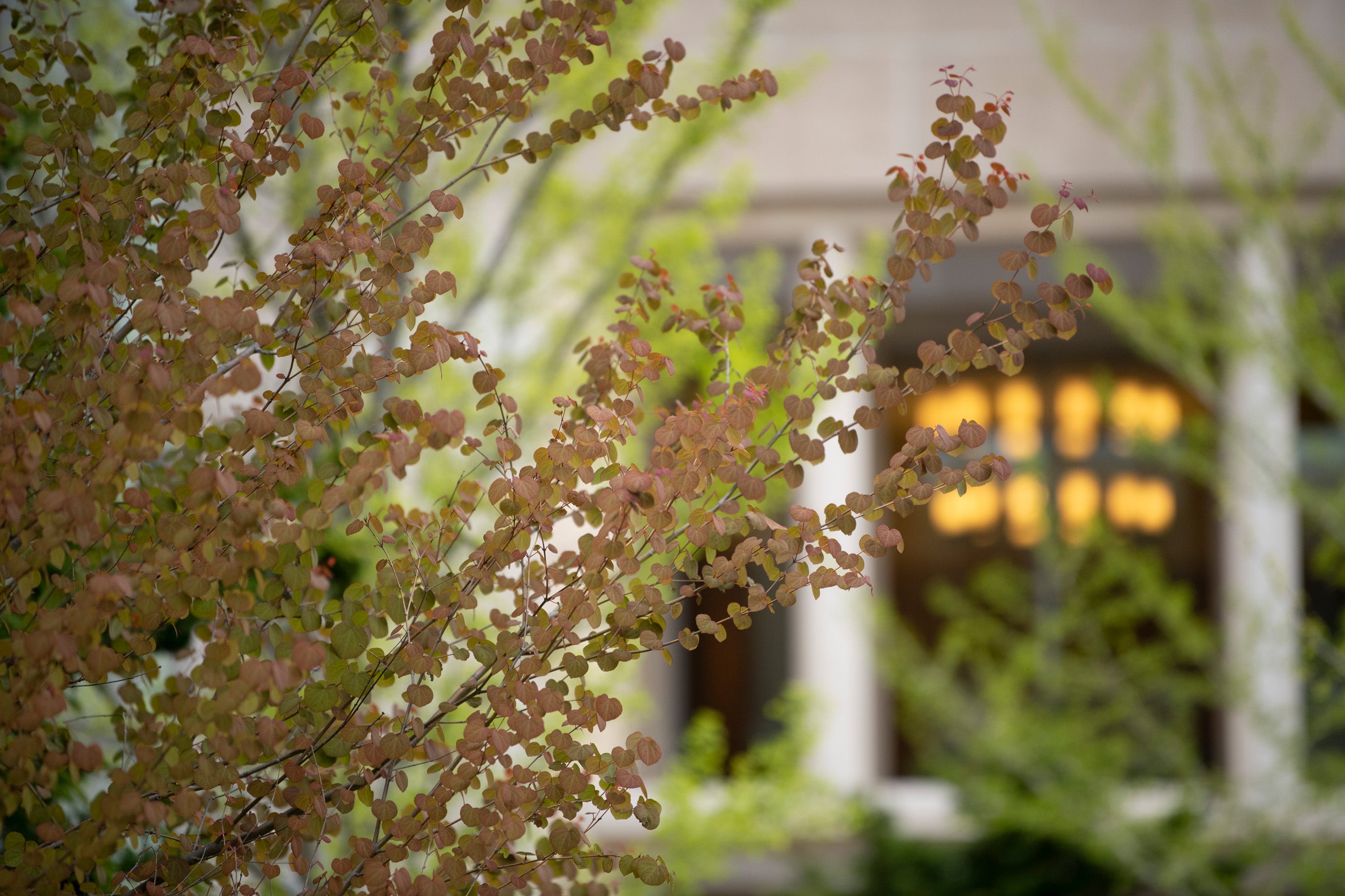 Delicate round leaves of a bush and other spring trees frame a building in early evening on campus
