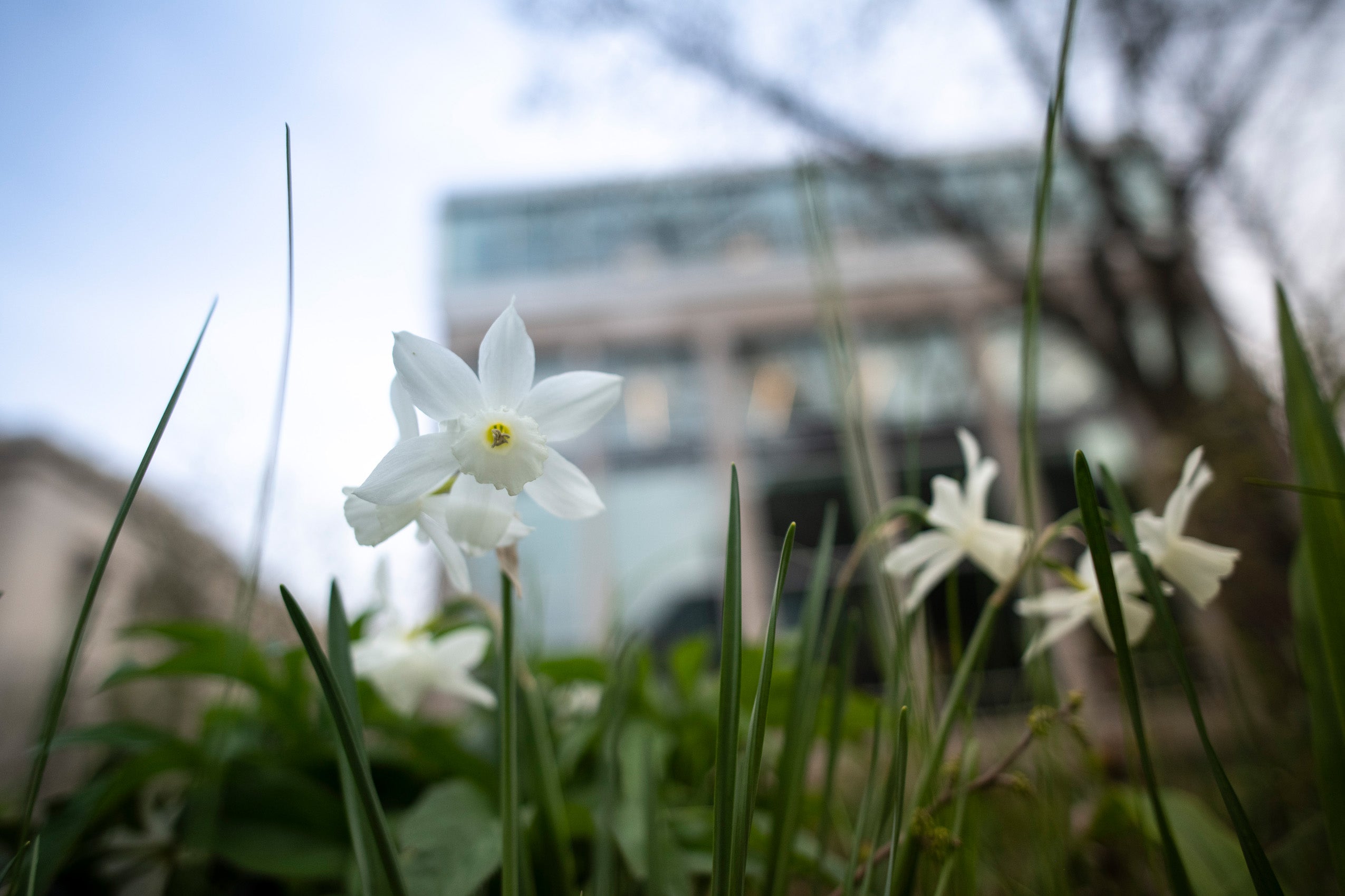 White daffodils on campus