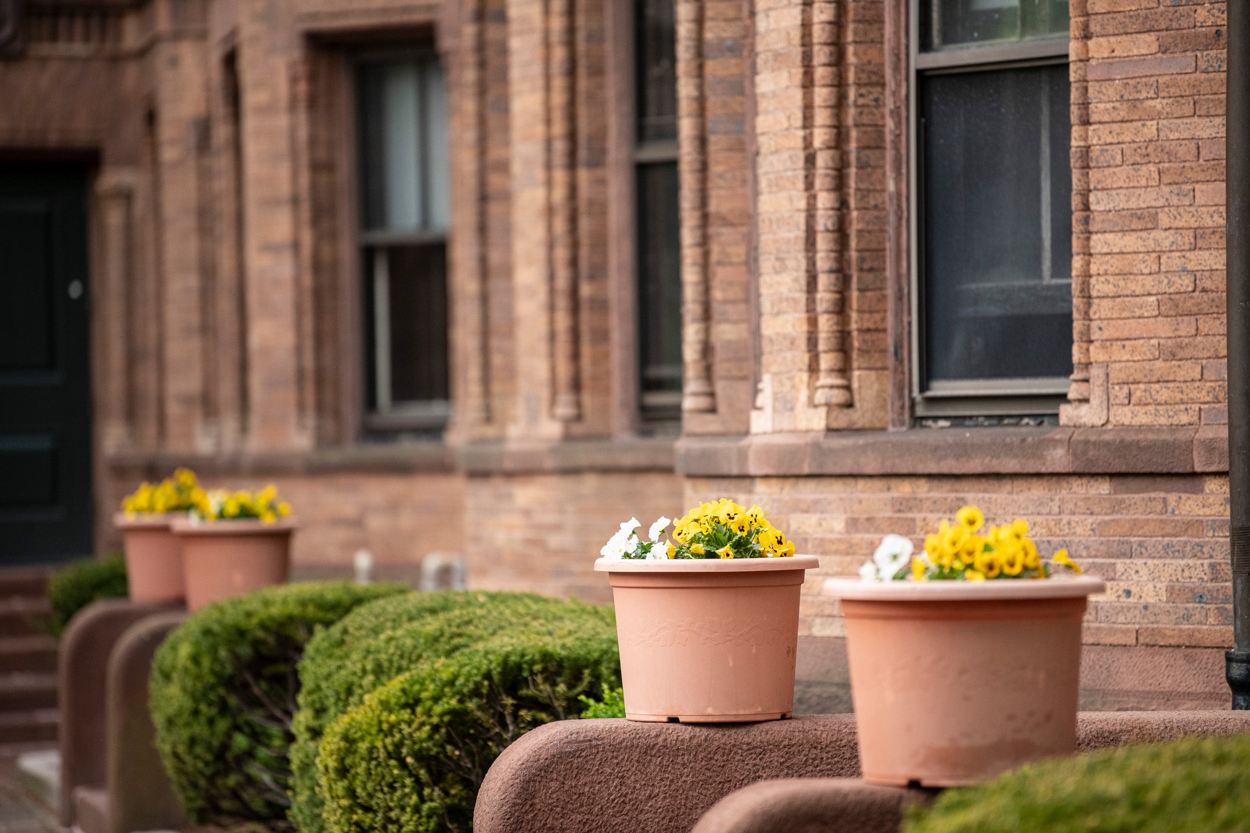 Green bushes and potted yellow and white flowers in front oof a red brick building on HLS campus.