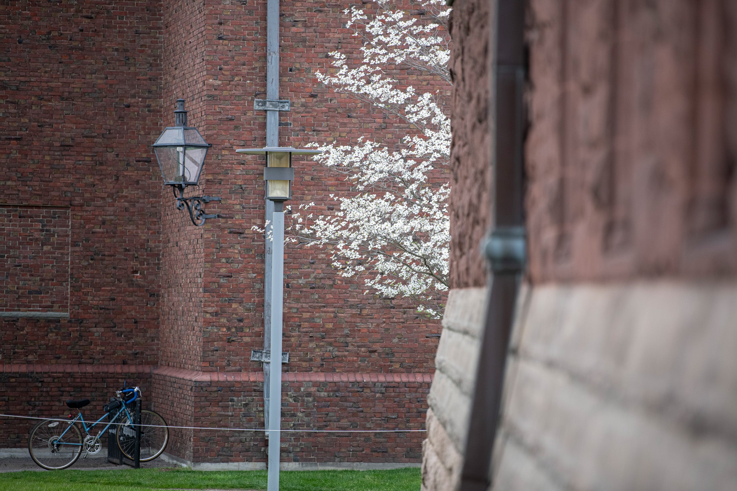 A bike is parked in a rack next to a near red brick building and a lamp post; a tree with white blossoms peaks out from behind