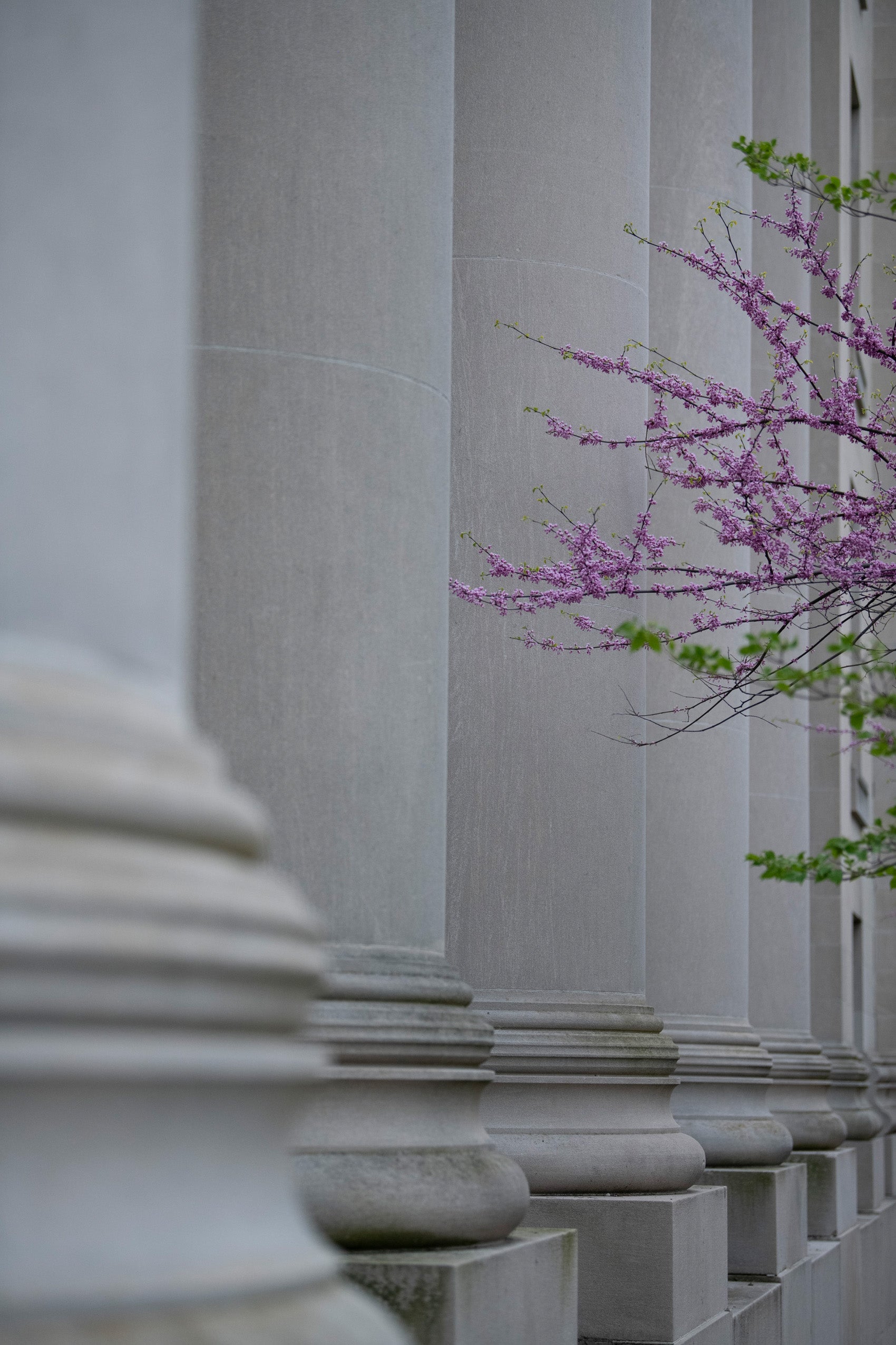 A close up of large gray columns of a building with a touch of pink blossoms and light green leaves in the frame