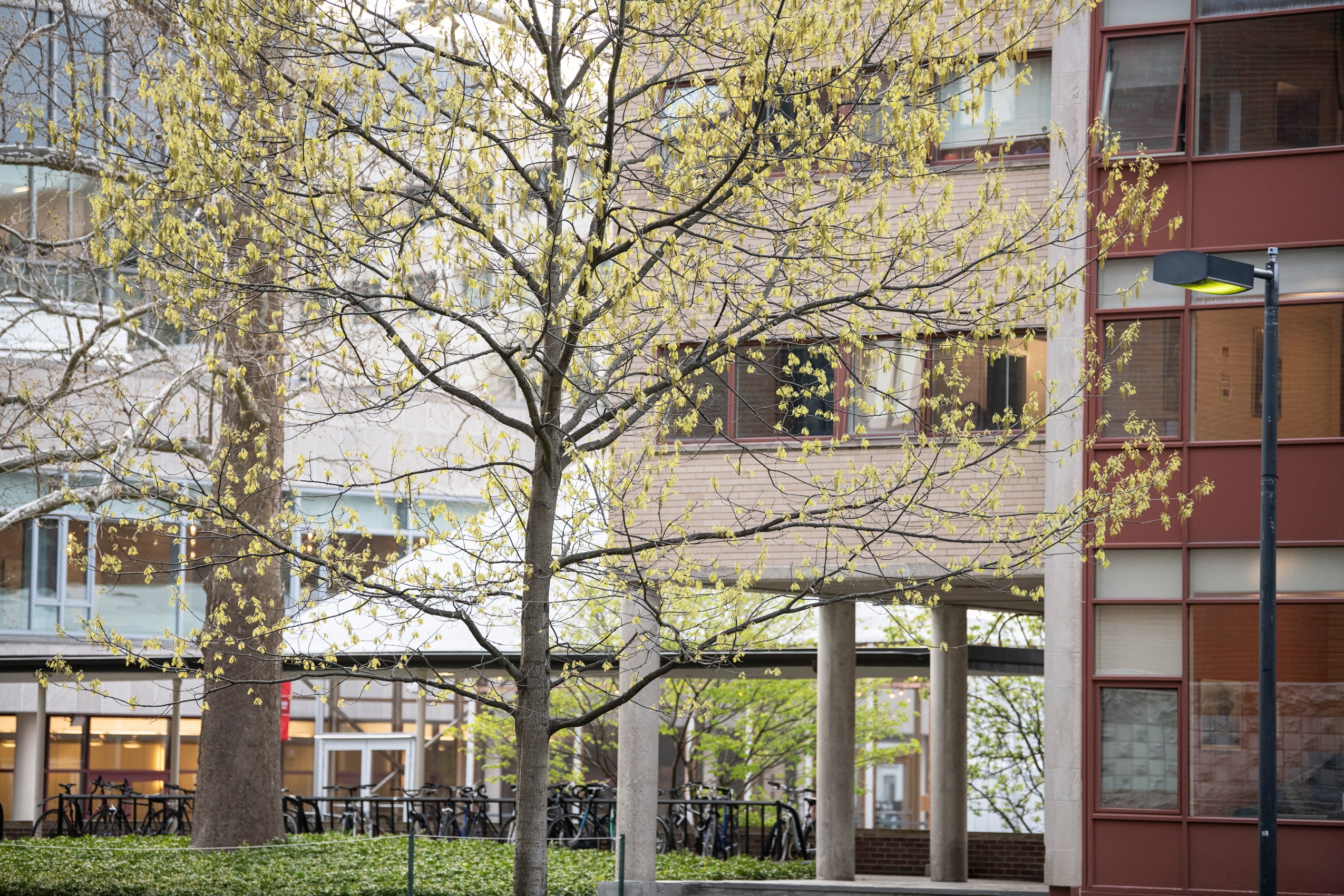 Light green leafed trees in the foreground of an image of several buildings