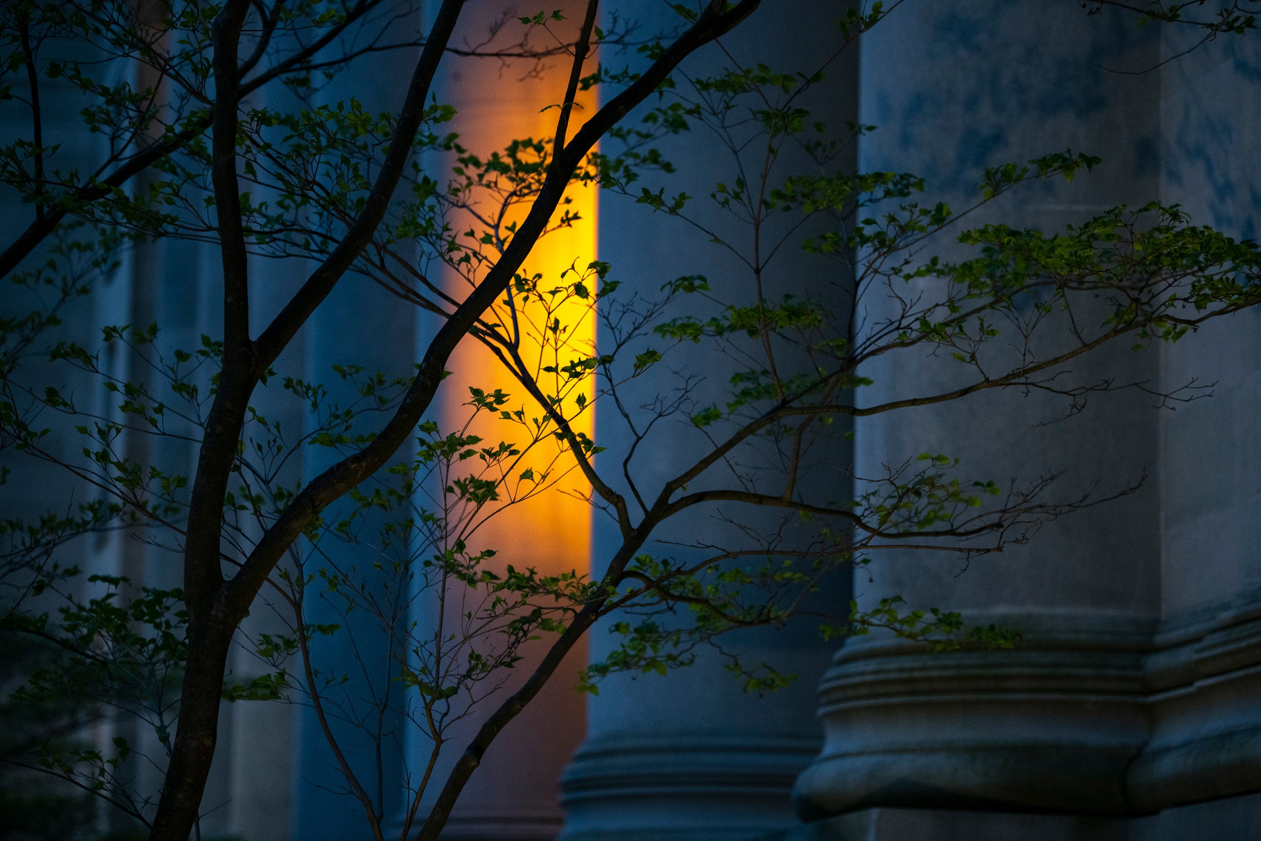 A golden glow from a light peaks out from behind the large columns of a building at night. Branches of green leaves in the foreground