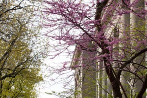Pink flowered trees and light green leafed trees in front of a large building with columns