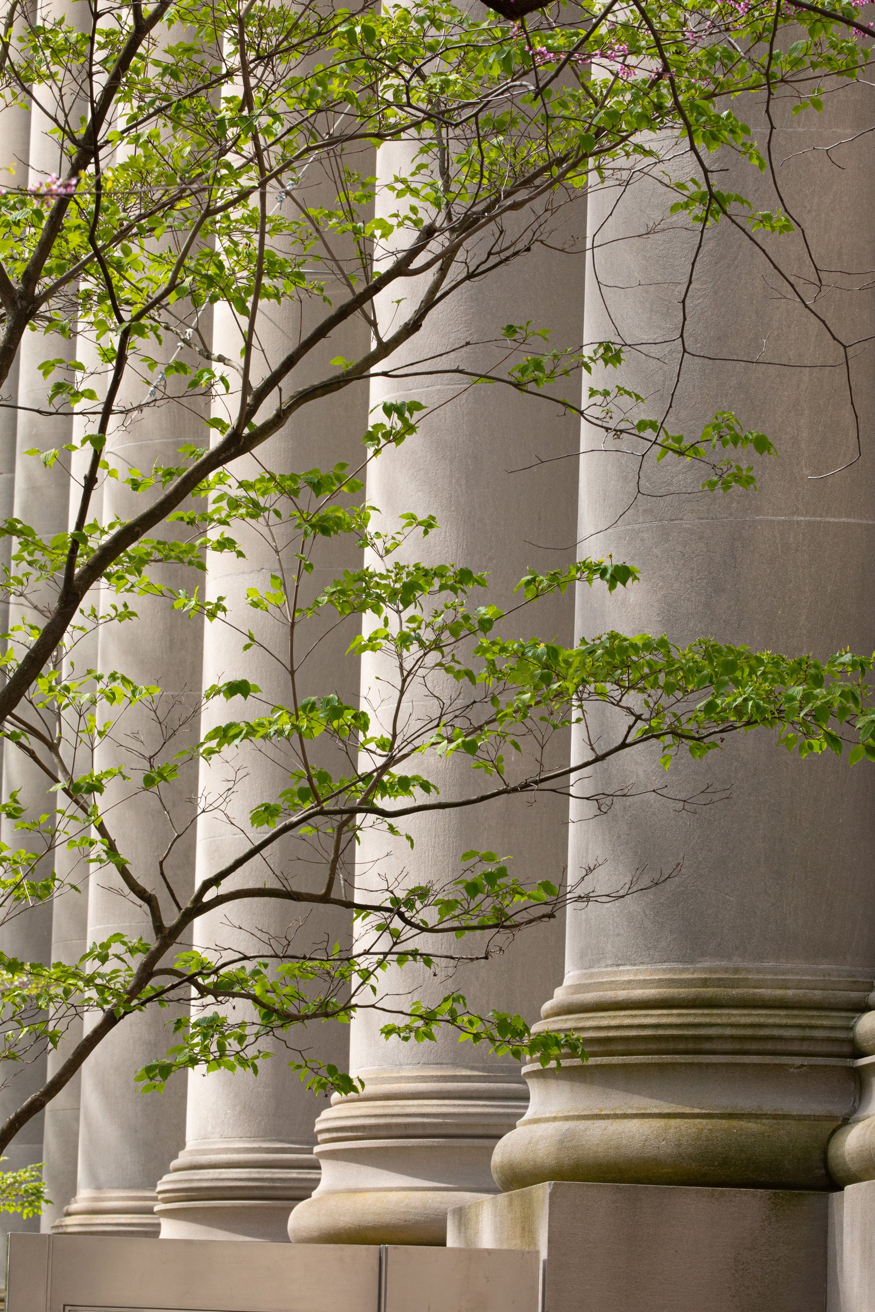 Branches with light green leaves against large tan columns of a building