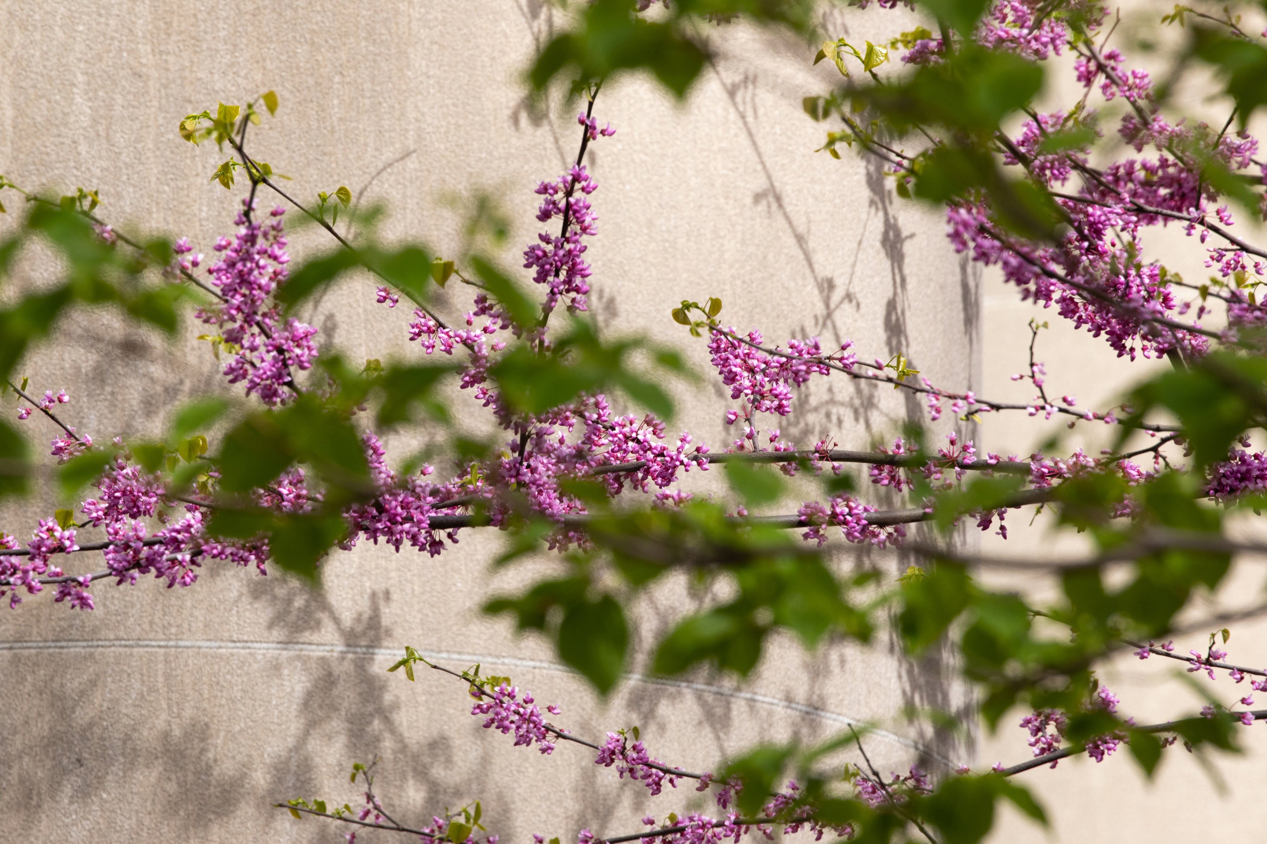 Detail of a branch of pink blossoms in front of a tan building