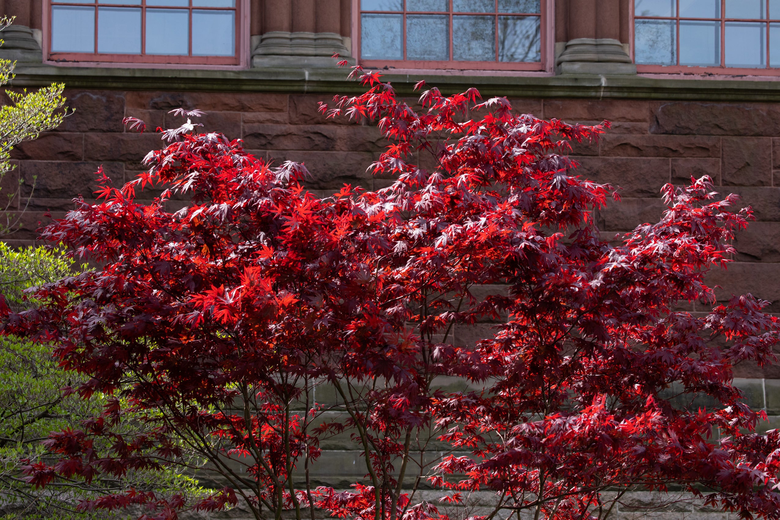 A red leafed tree in front of a red brick building