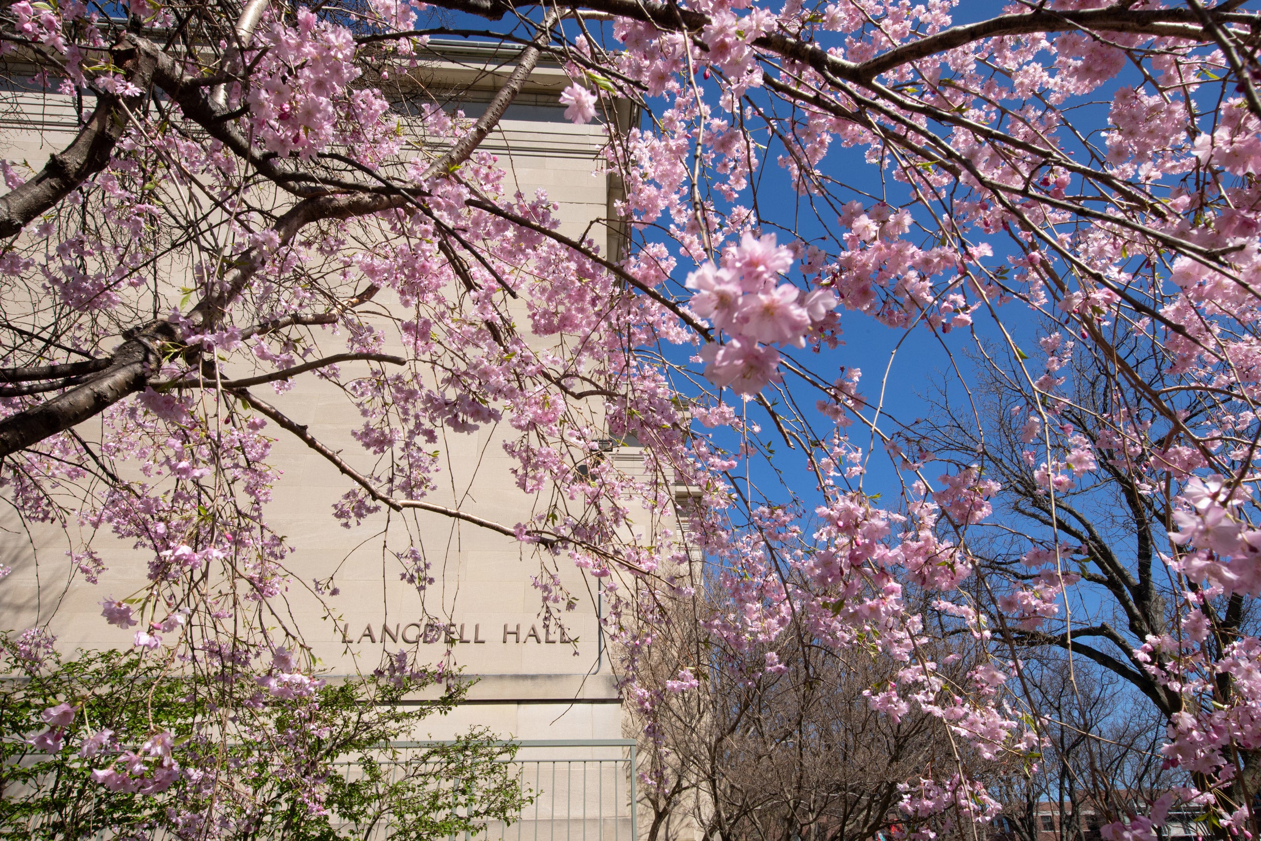 A tree with pink blossoms pops against a blue sky and at the side of large tan building with the words 
